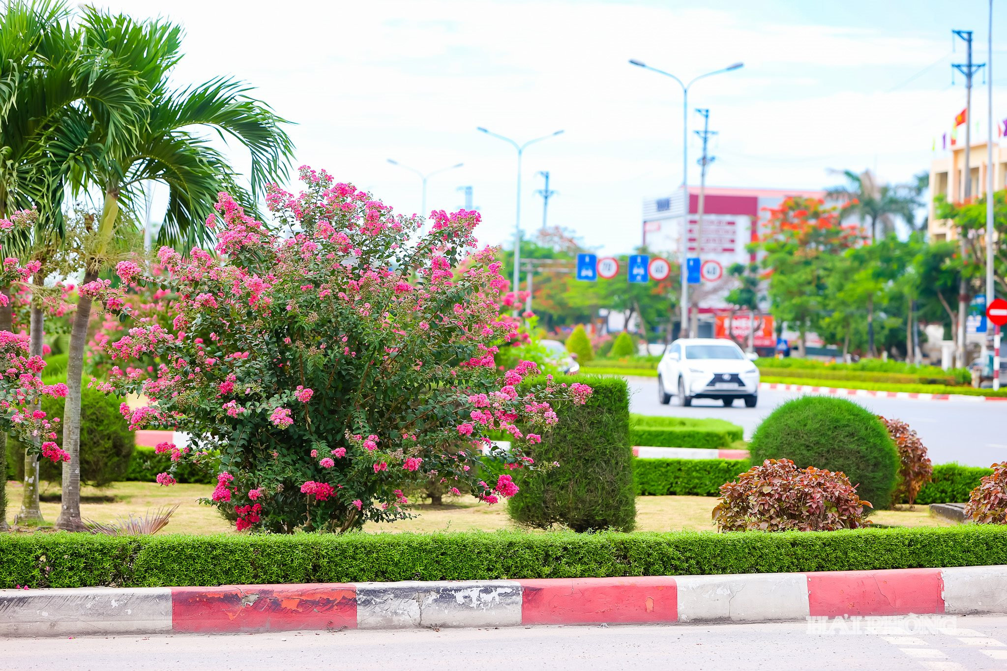 hoa-tuong-vi-19.jpg