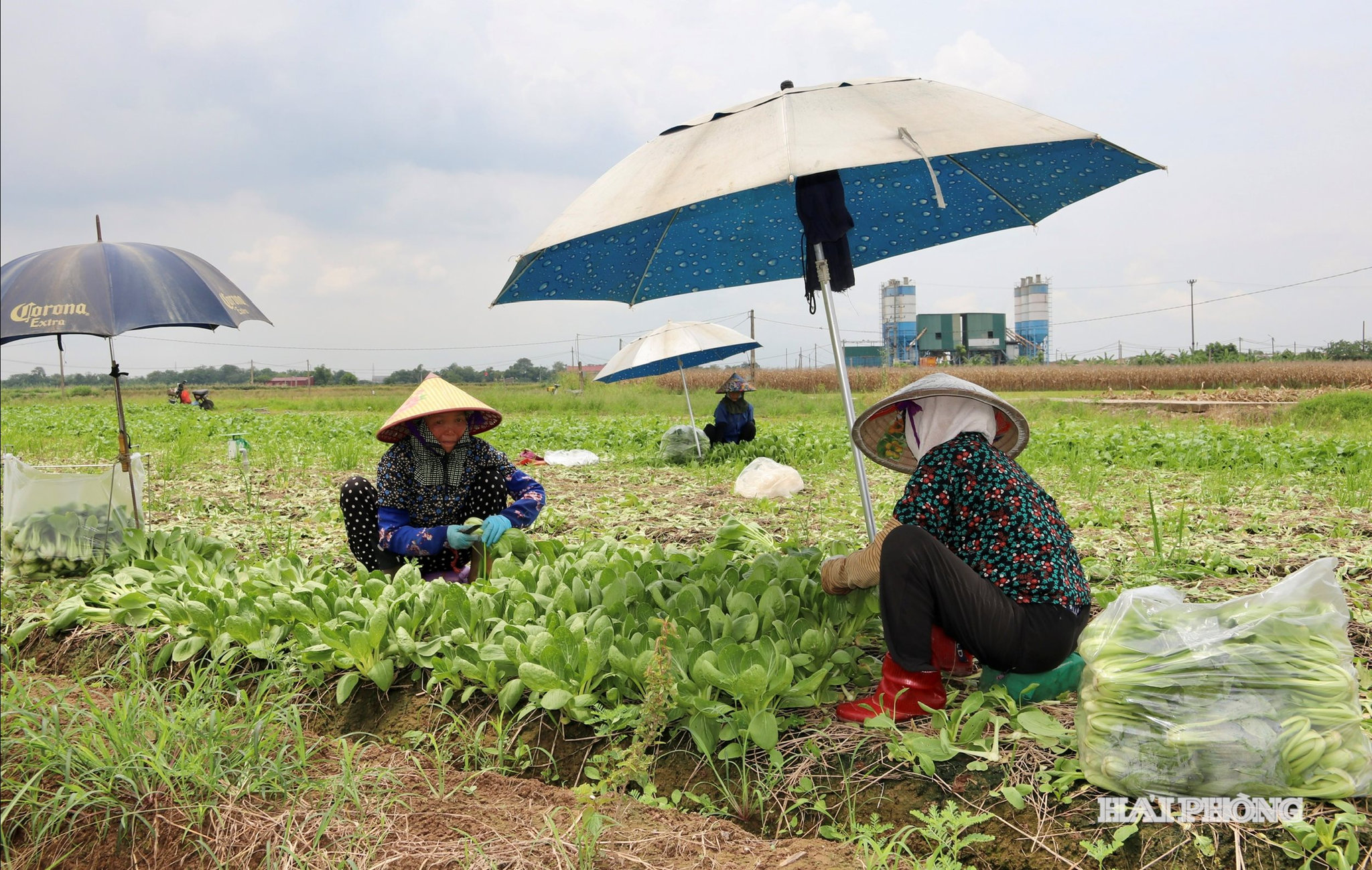 Vùng đất bãi sông Thái Bình ở xã Tuệ Tĩnh là vùng chuyên canh rau màu mang lại giá trị kinh tế cao.