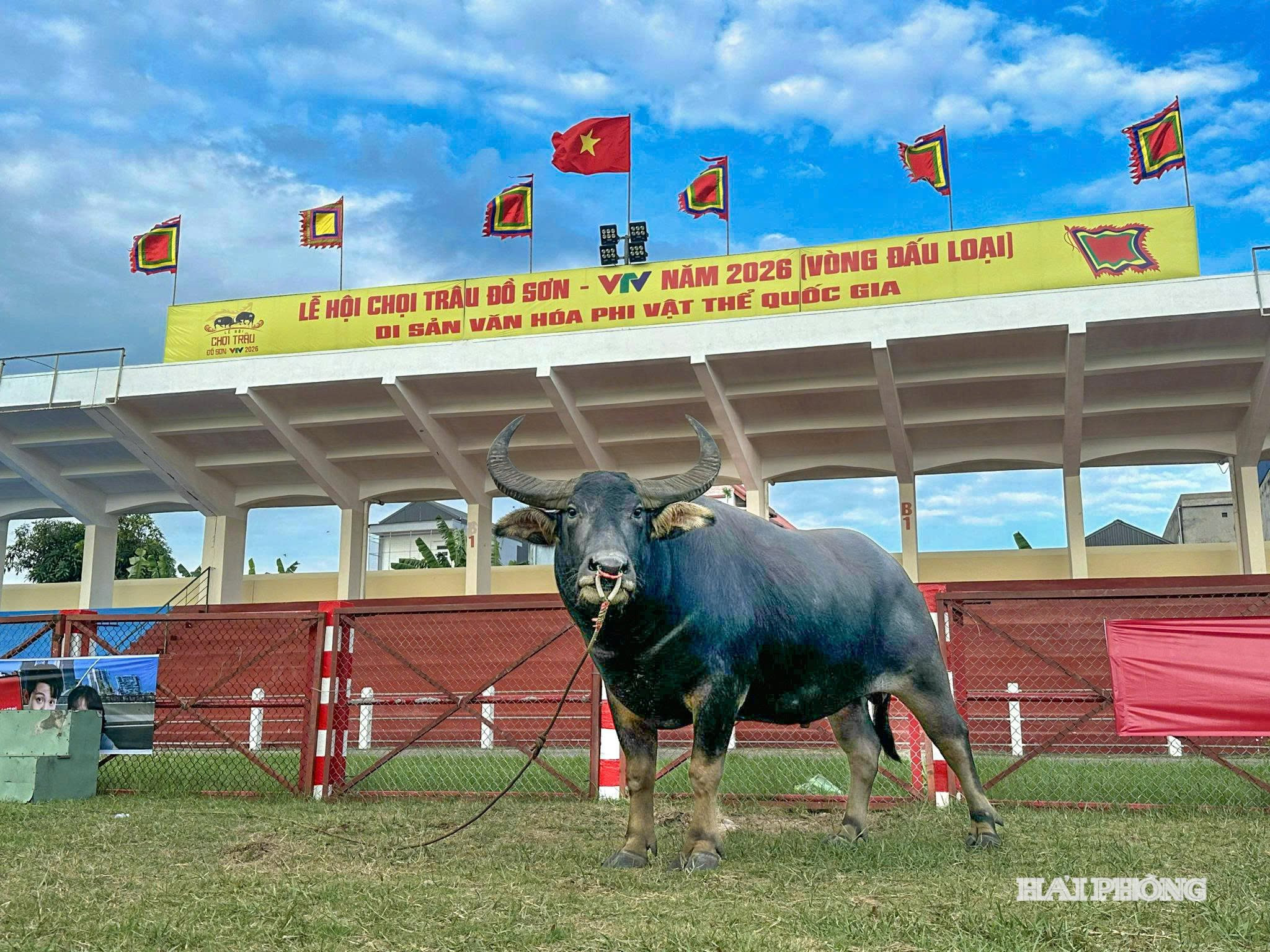 le hoi choi trau vong loại 9