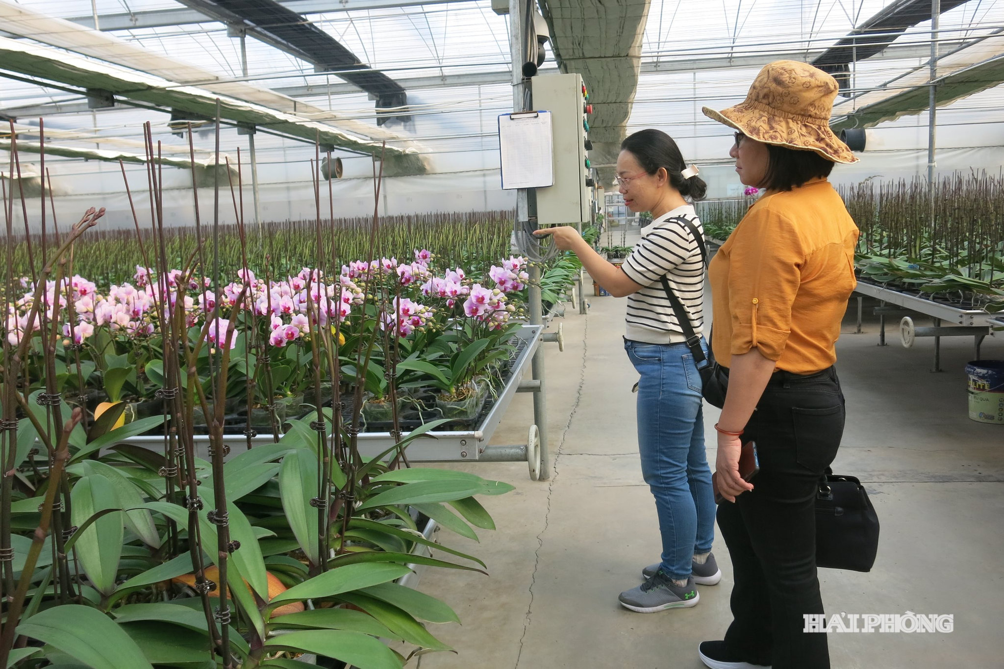 Vườn hoa lan hồ điệp ứng dụng công nghệ cao của Công ty CP nông nghiệp công nghệ cao Châu Giang ở phường Lưu Kiếm thường xuyên đón khách du lịch trải nghiệm