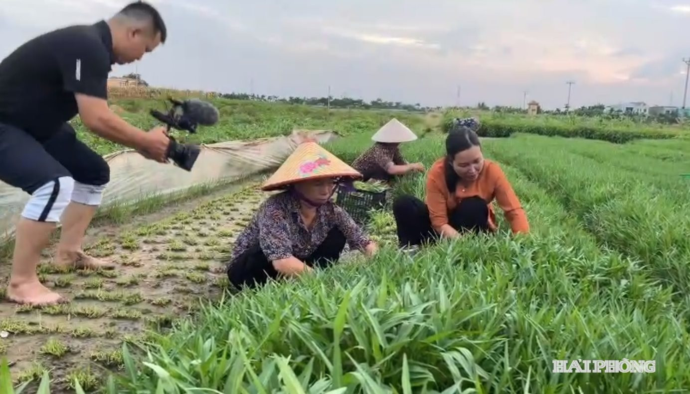 Một số đơn vị kinh doanh dịch vụ nông nghiệp tự quay các clip giới thiệu sản phẩm của đơn vị trên các nền tảng số để thu hút khách trải nghiệm và mua sản phẩm.