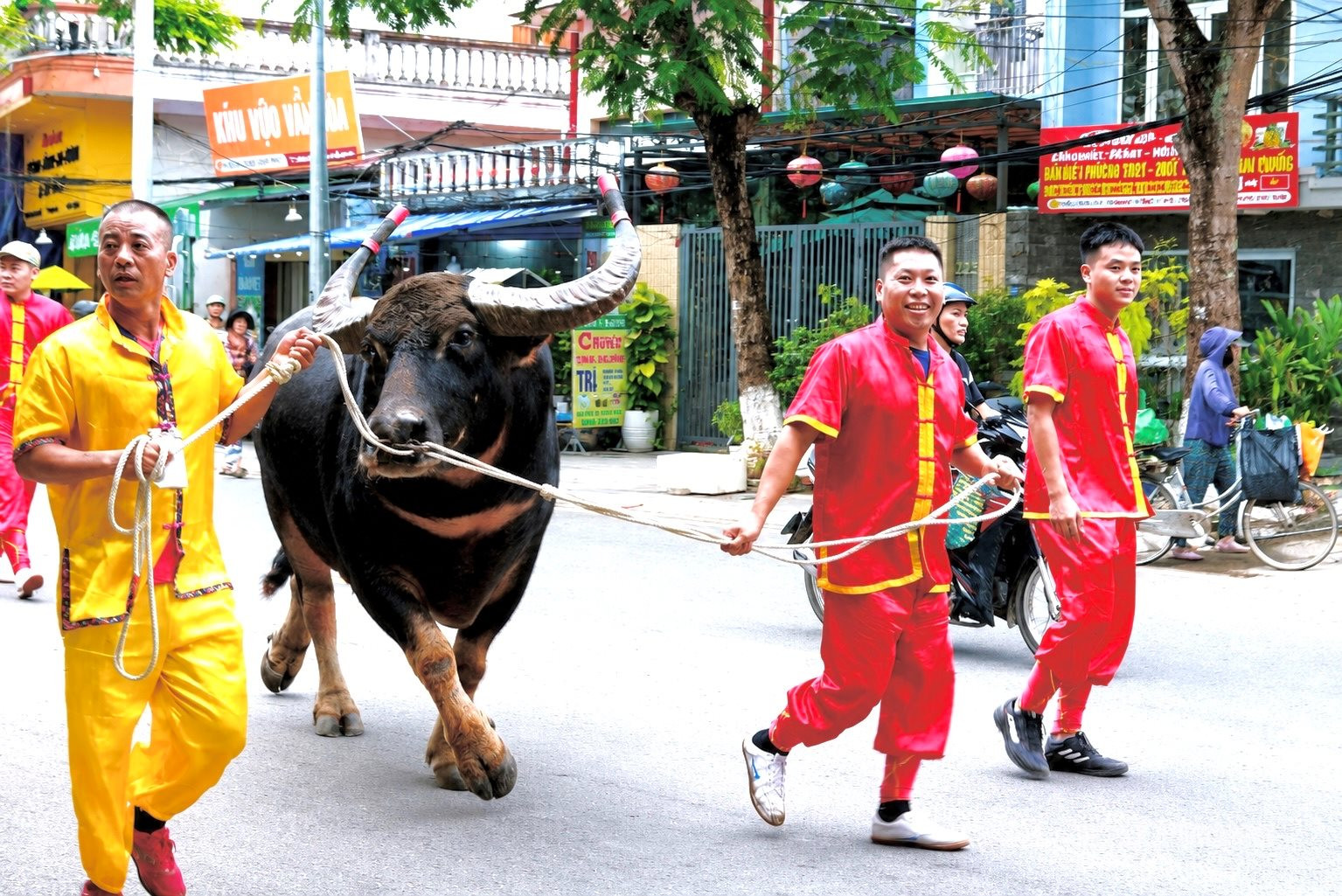 vong loai trau 11