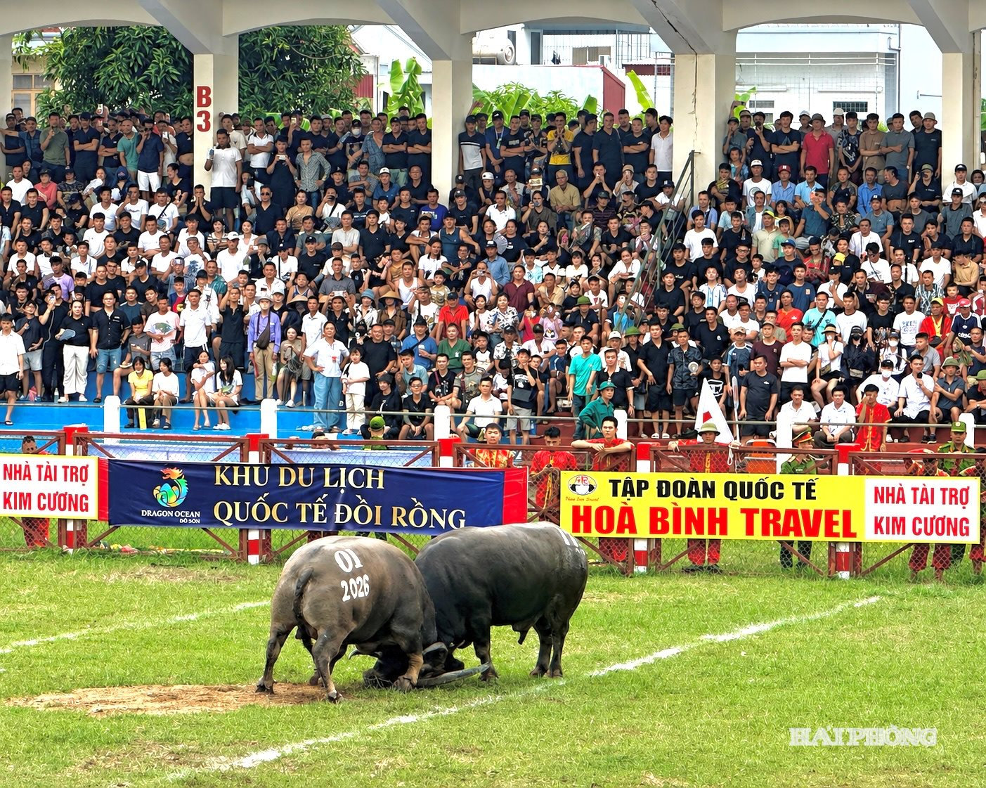 vong loai trau 13