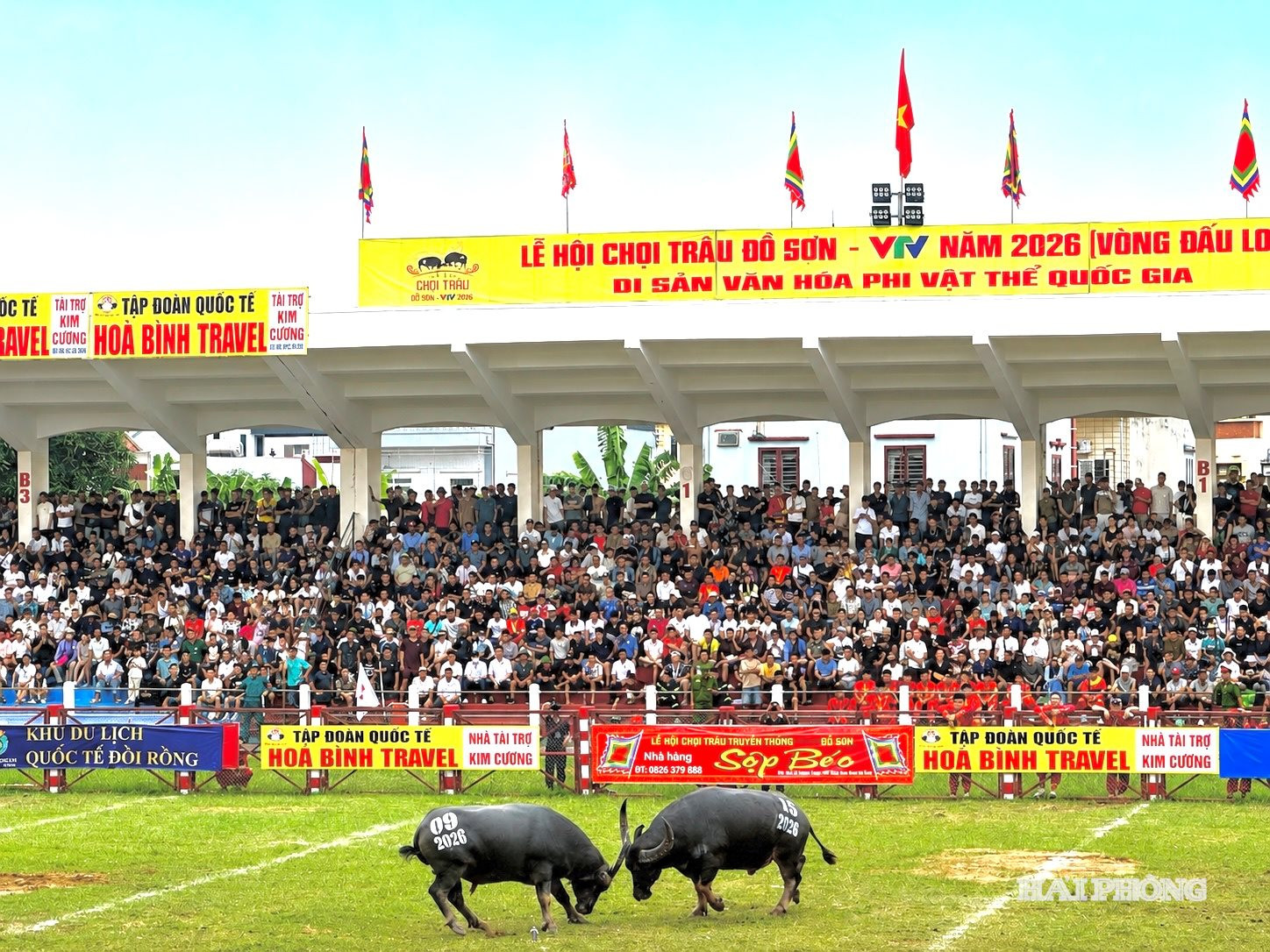 vong loai trau 6