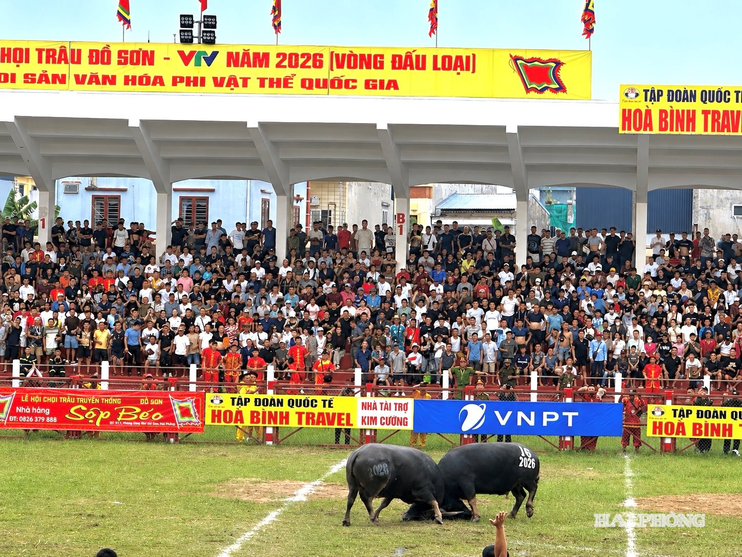vong loai trau 7