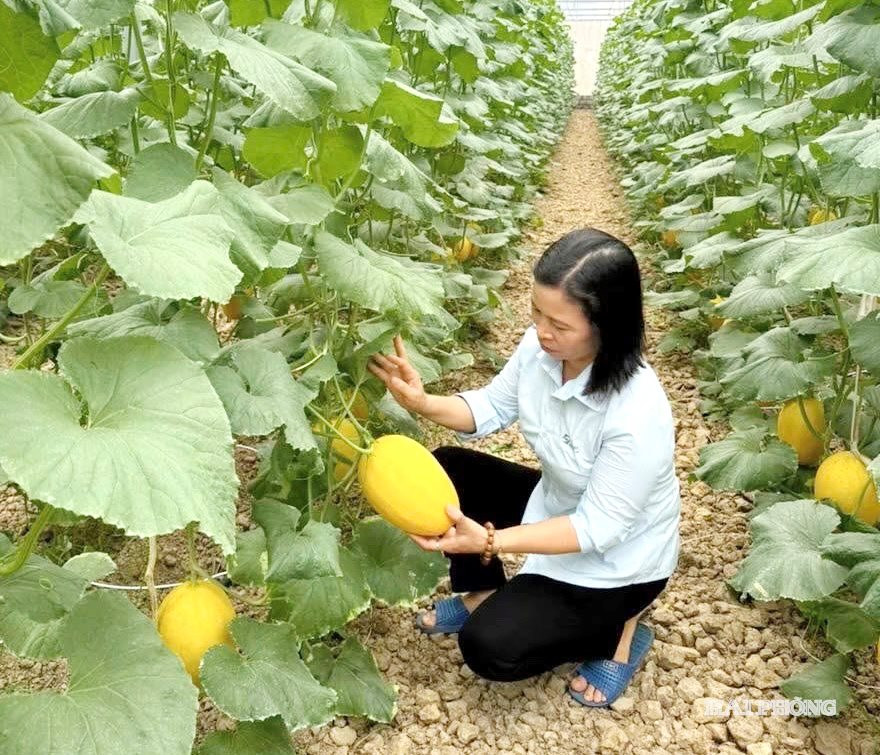 xa-vinh-lai-2.jpg
