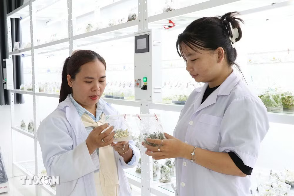 Kiểm tra cây giống trong phòng thí nghiệm. (Ảnh: Thanh Hòa/TTXVN) ttxvn-giong-cay-trong.jpg