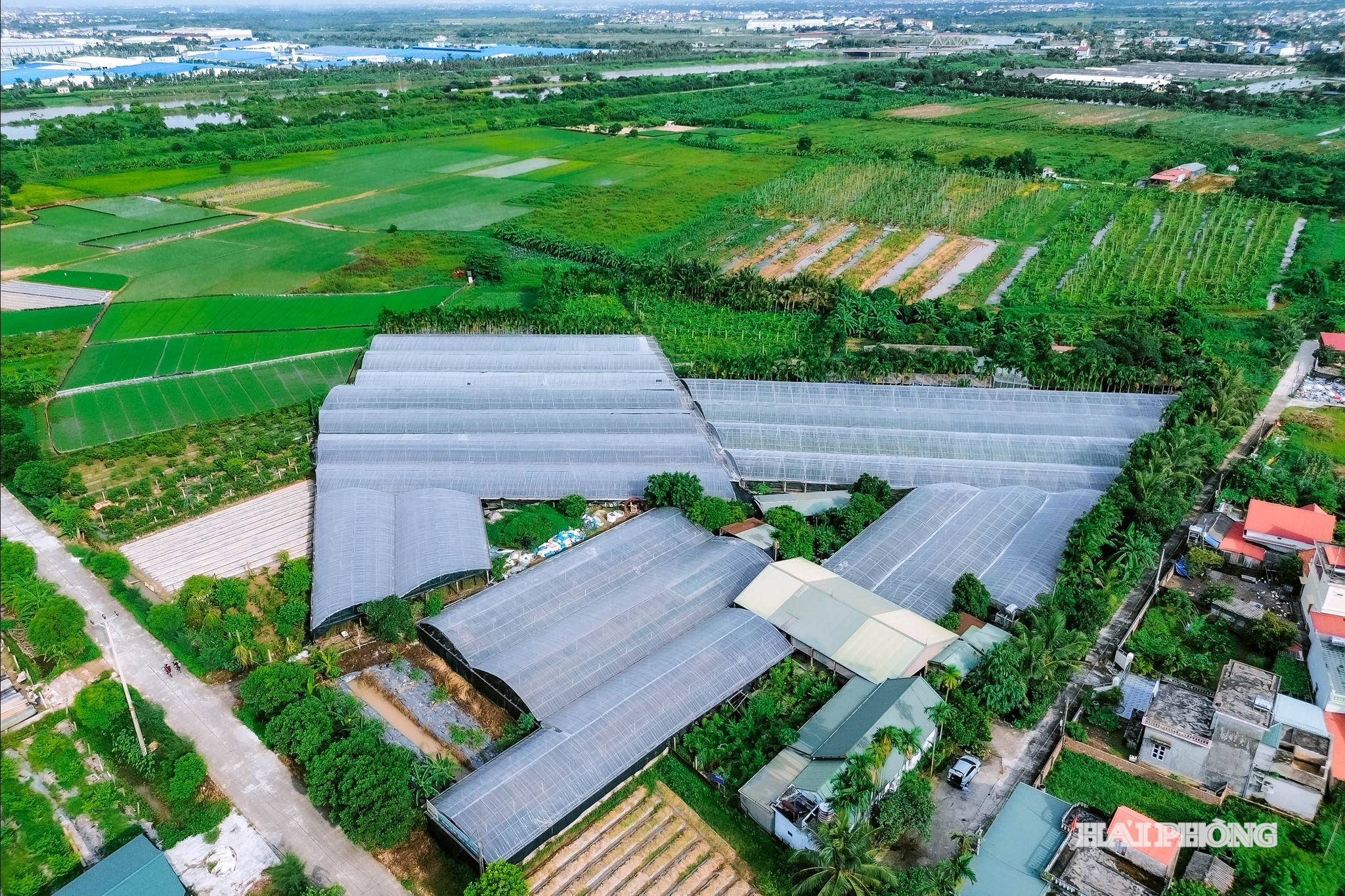 nho-ai-quoc-1.jpg