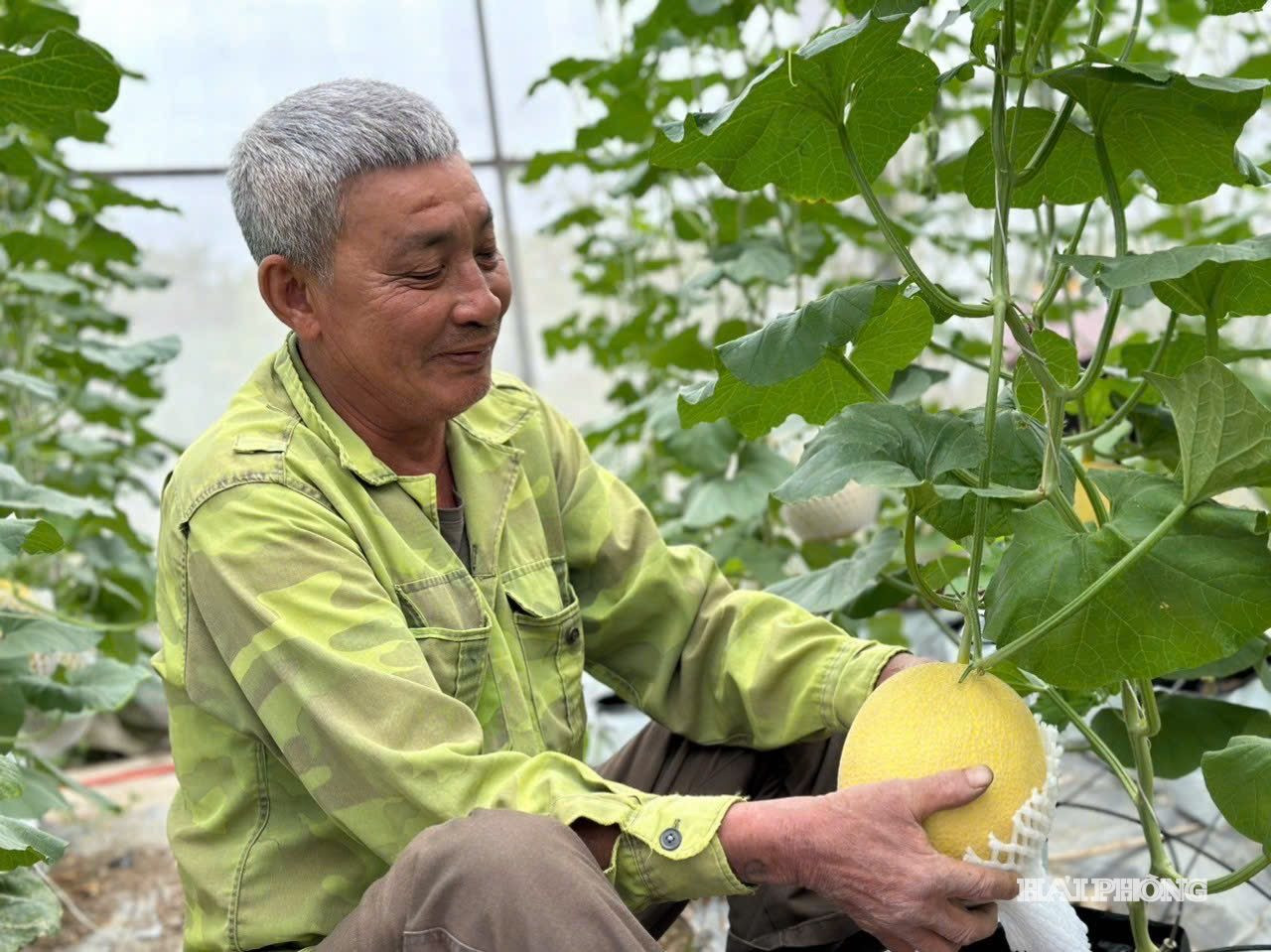 Thành phố Hải Phòng là địa phương đi đầu trong phát triển nhà màng, nhà lưới với gần 140 ha.