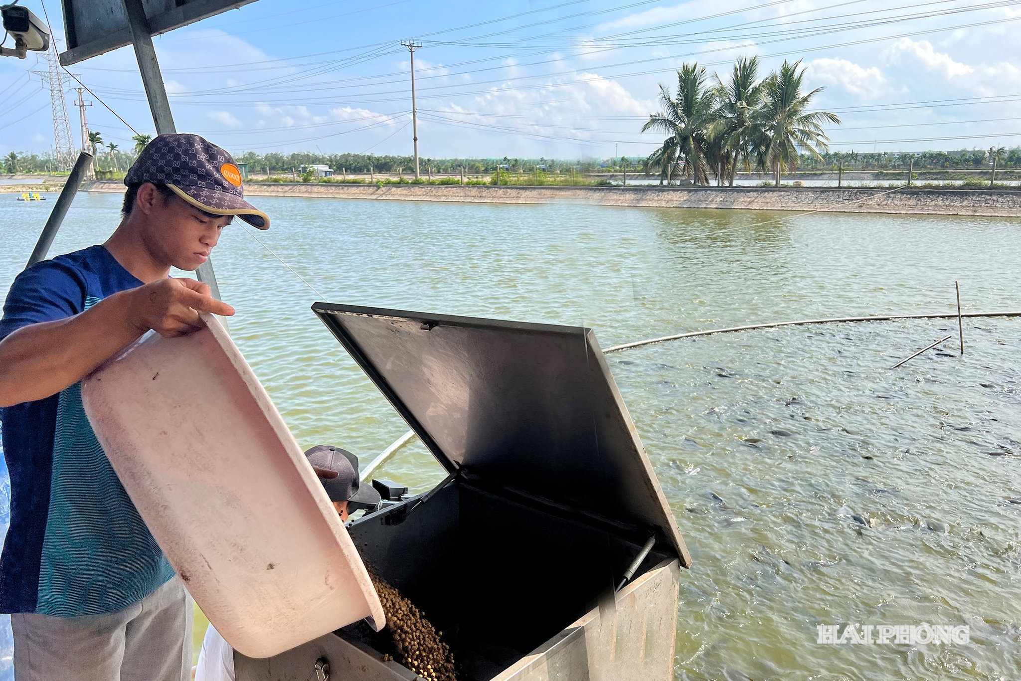 Các hộ nuôi cá tại phường Nam Triệu ứng dụng công nghệ cao, chế độ dinh dưỡng phù hợp, khép kín, con giống bảo đảm chất lượng giúp tăng năng suất lên từ 20 - 30 tấn/ha, lợi nhuận đạt từ 200 - 300 triệu đồng/ha.