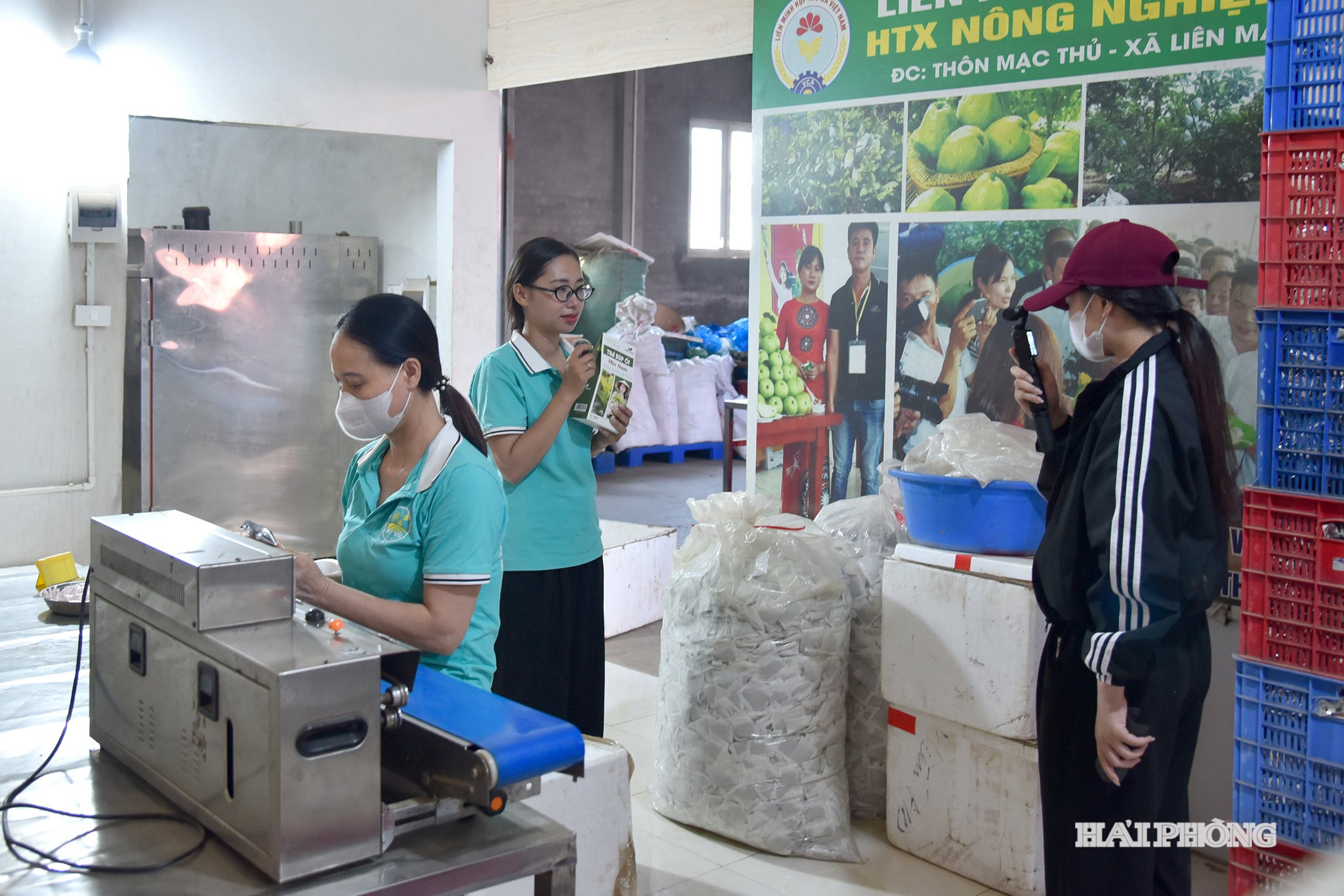 Hợp tác xã Nông nghiệp sạch Nam Vũ (xã Hà Nam) từng bước xây dựng mô hình sản xuất sạch gắn với tiêu thụ trên các nền tảng số, góp phần nâng cao thu nhập và ổn định đời sống cho nông dân từ các sản phẩm chế biến từ quả ổi.