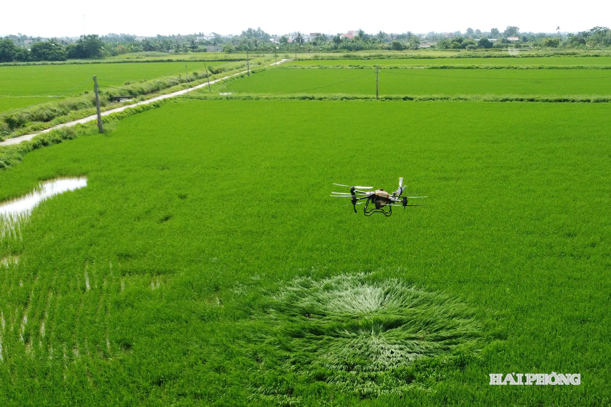 Drone được sử dụng rộng rãi trên những cánh đồng mẫu lớn, là trợ thủ đắc lực của nông dân trong phun thuốc bảo vệ thực vật, bón phân, gieo sạ.