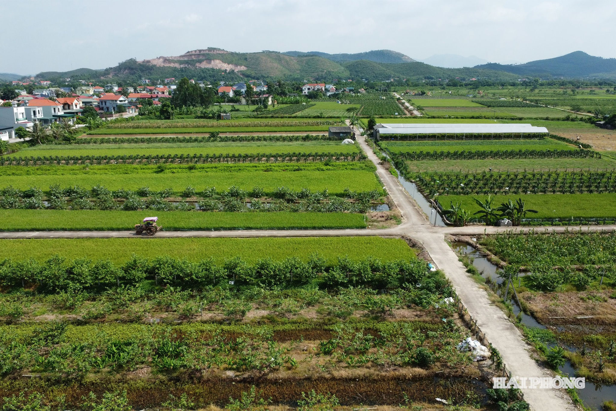 Ứng dụng chuyển đổi số trong nông nghiệp không còn giới hạn ở các doanh nghiệp lớn mà đang từng bước lan tỏa đến các mô hình sản xuất nhỏ lẻ trên địa bàn thành phố Hải Phòng. Trong ảnh: Mô hình cánh đồng mẫu lớn tại phường Bắc An Phụ ứng dụng nhiều tiến bộ khoa học - công nghệ trong sản xuất.