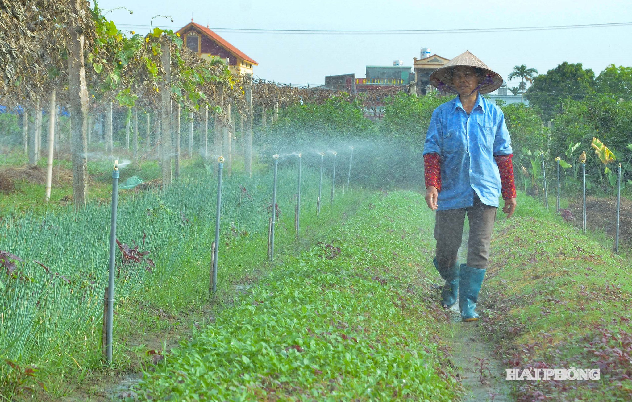 Mô hình trồng rau an toàn tại xã An Hưng được ứng dụng công nghệ cao giúp quản lý được độ ẩm, sinh trưởng.