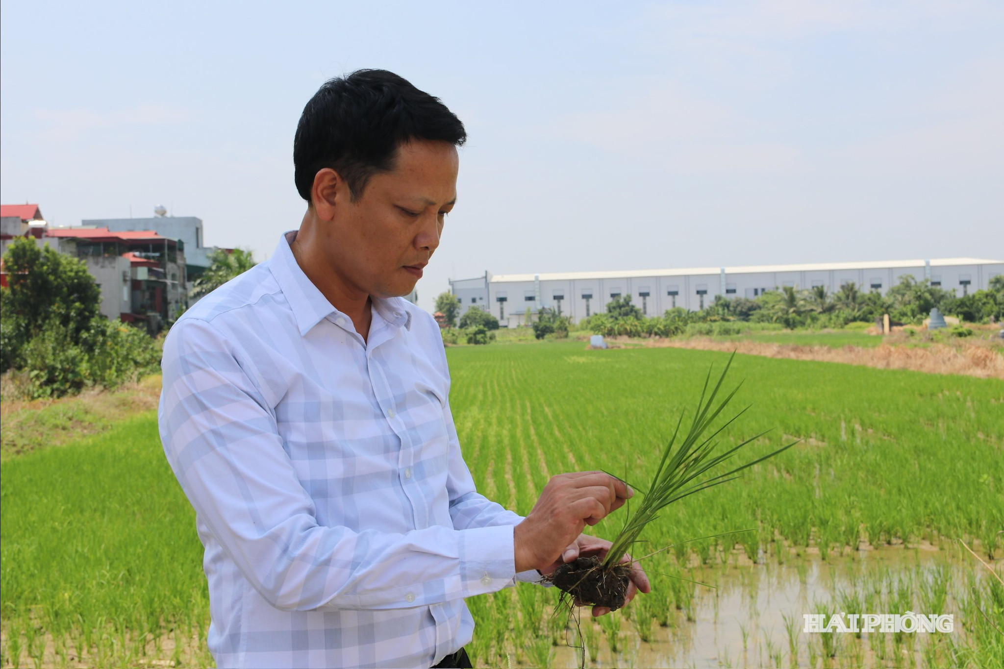 gieo-cay-ruong-hoang.jpg