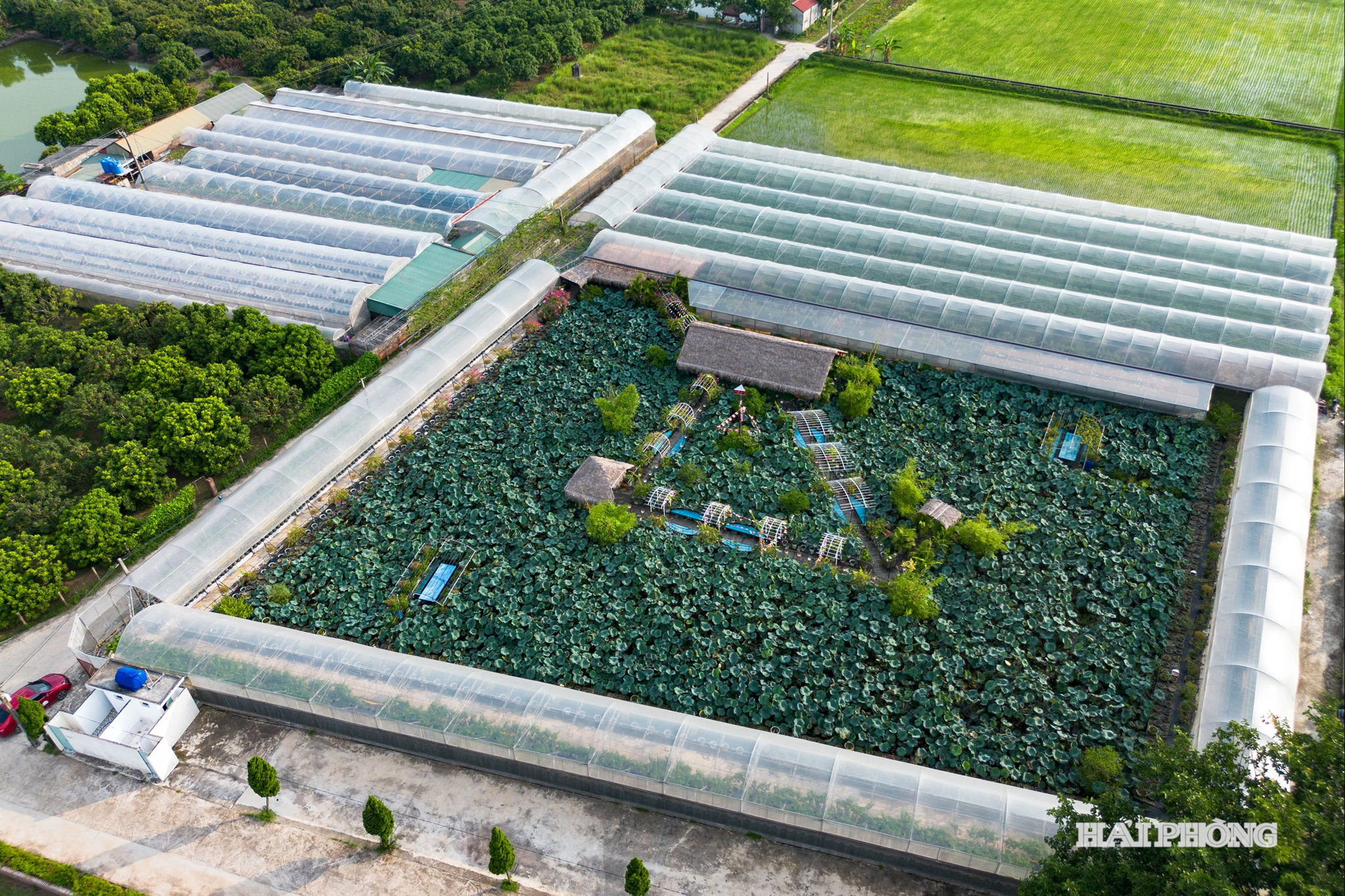 Nhiều mô hình nông nghiệp của nông dân Hải Phòng đang trở thành điểm đến thu hút du khách.