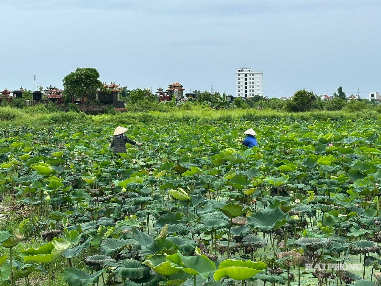 Diện tích trồng sen chuyển đổi từ đất trồng lúa ở phường An Dương.