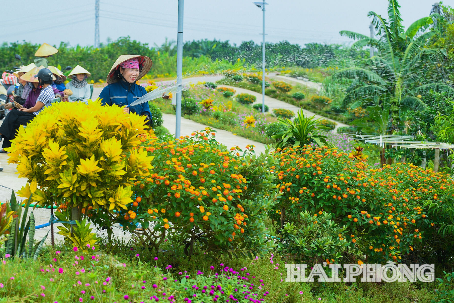 tuoi-hoa.jpg