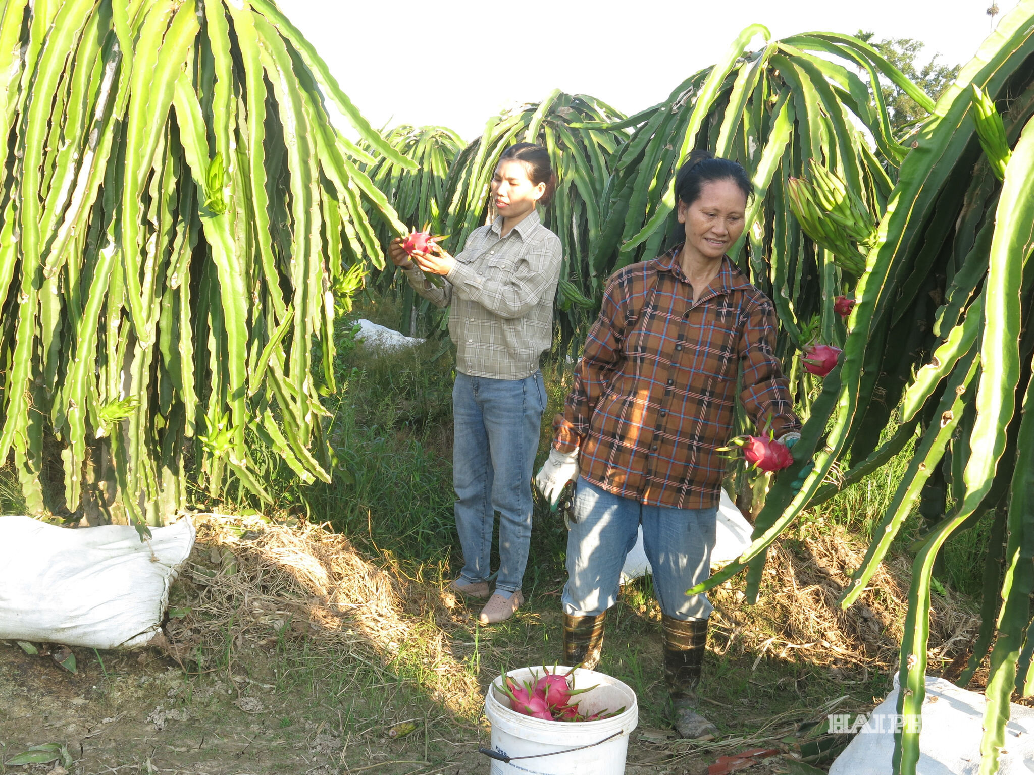 an-khanh-3370ffcfc5f458164c775e79da8e5fec.jpg