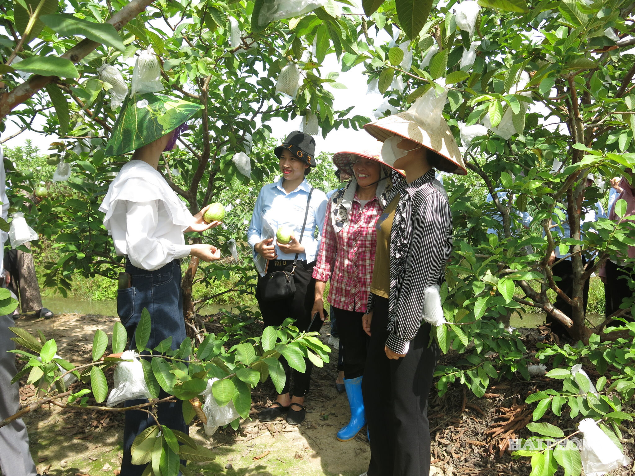 nong-dan-vinh-bao.jpg