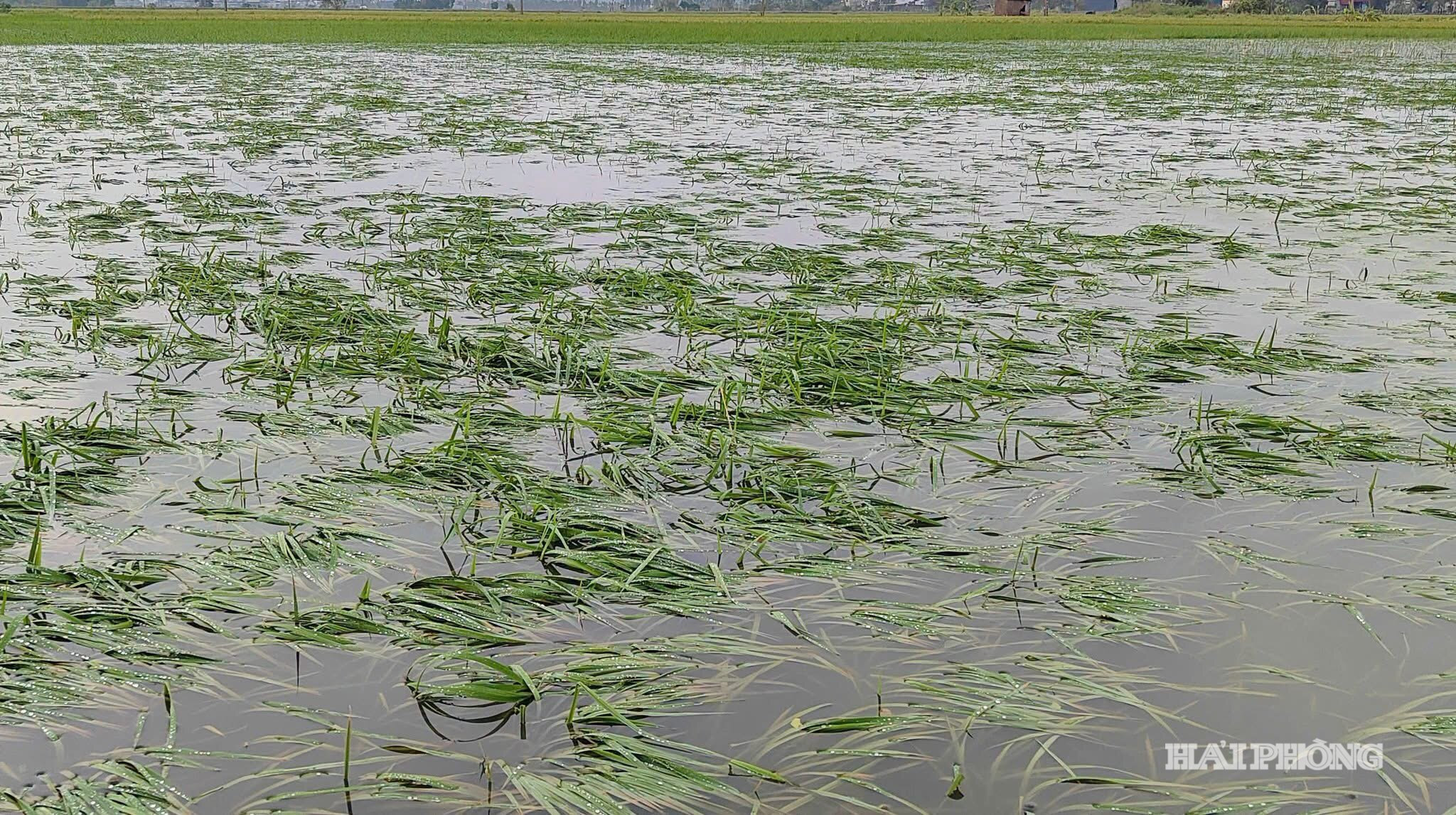 Gần 300 ha lúa mùa của phường Bắc An Phụ bị ngập trắng, khoảng 350 ha lúa bị ngập sâu 2/3 thân cây.