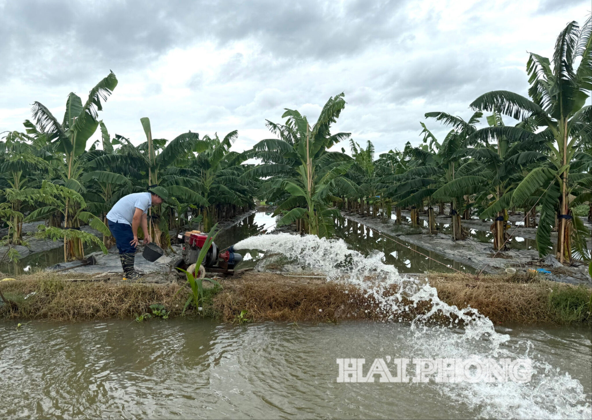 Nông dân thôn Đồng Gia khẩn trương bơm gạn nước tại vùng trồng chuối theo tiêu chuẩn VietGAP.