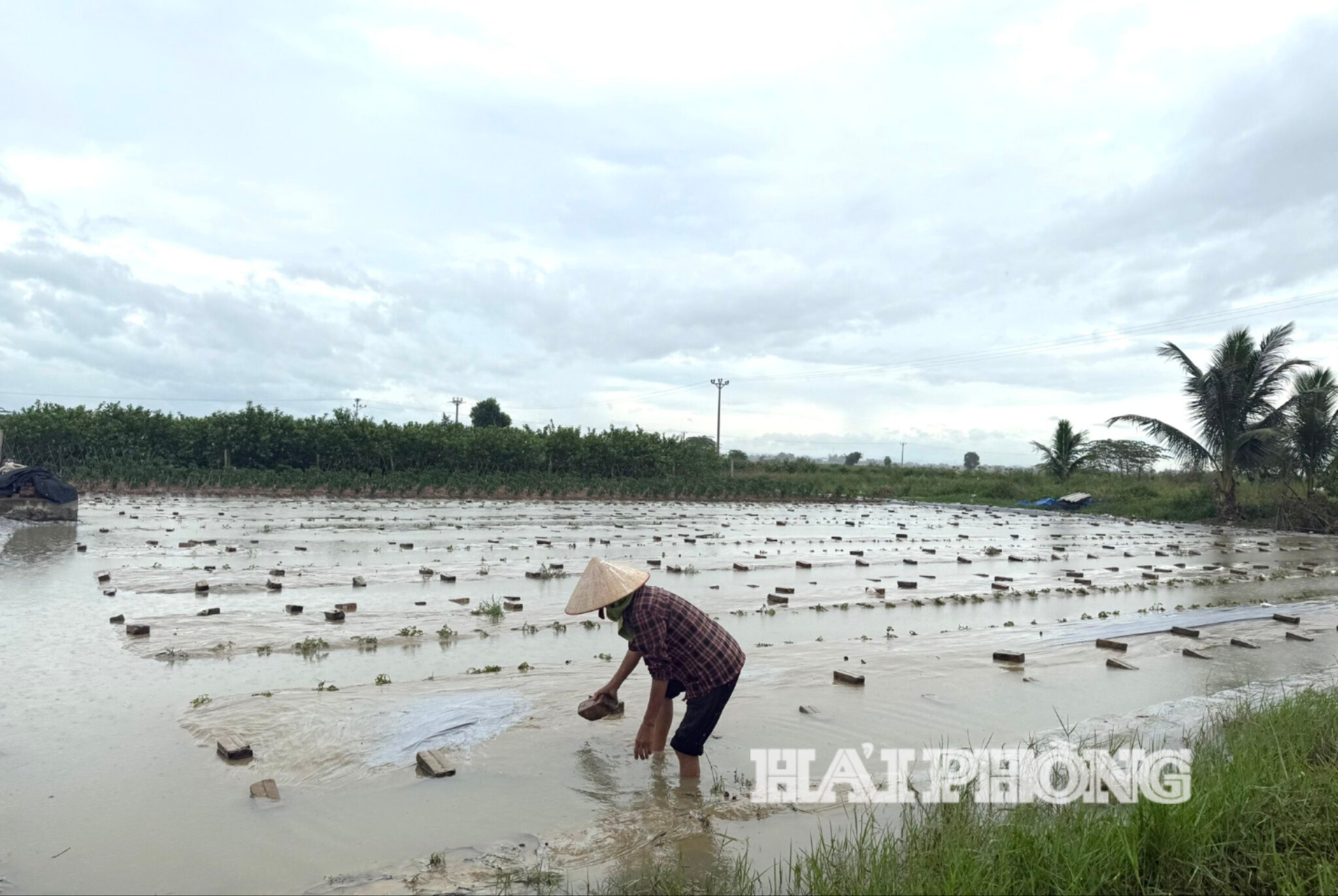 Nước rút đến đâu, bà con nông dân thôn Trung Tuyến, xã Kim Thành ra đồng dọn ruộng khắc phục hậu quả đến đó, chuẩn bị cho vụ xuống giống mới.