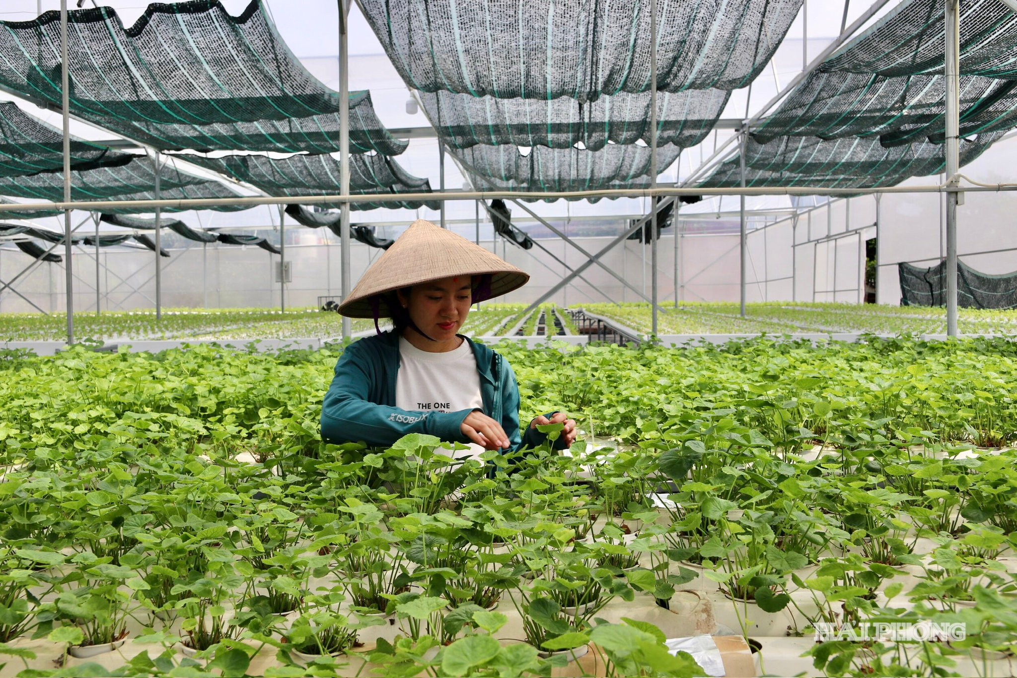 thuy-canh.jpg
