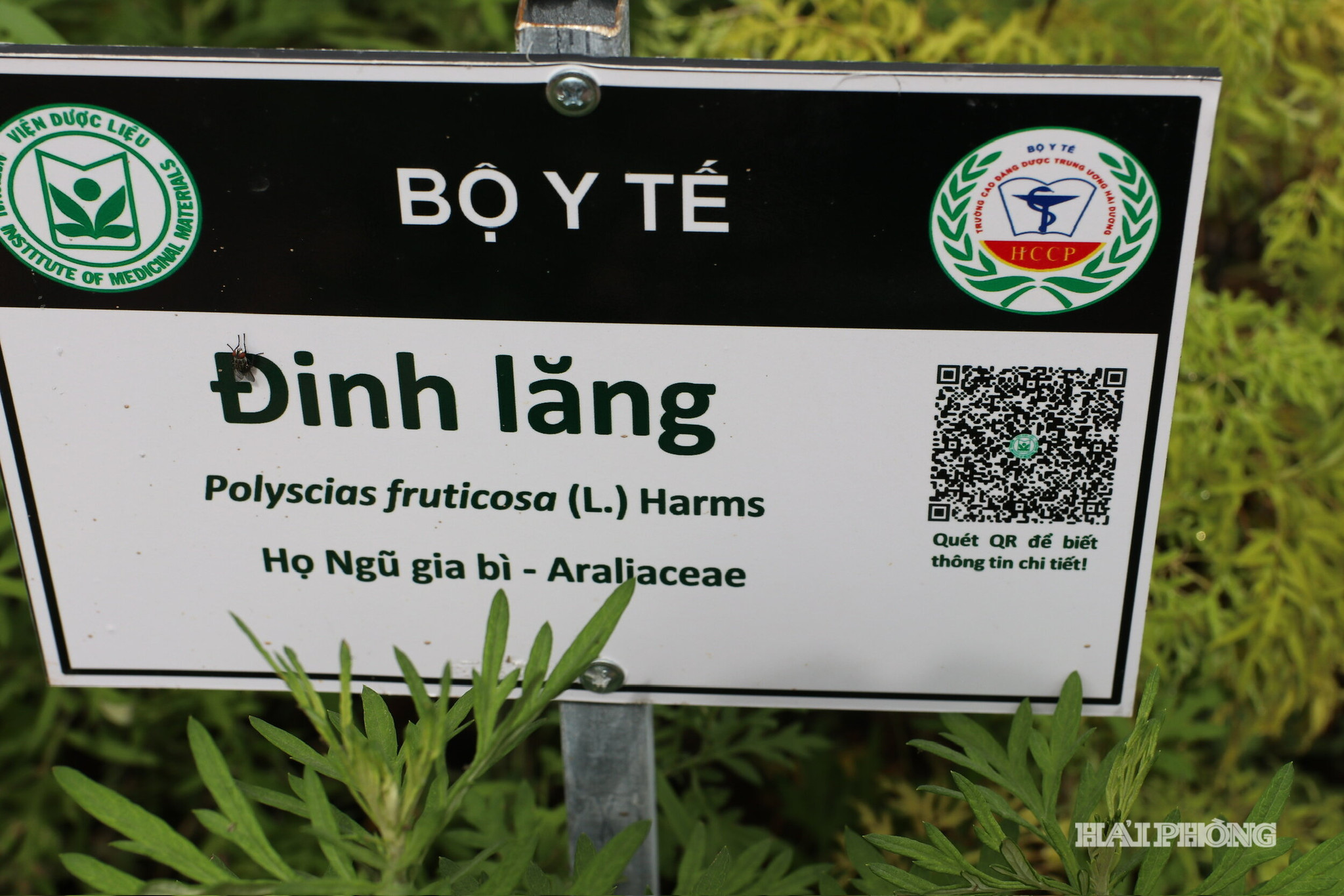 thuoc-den-bia.jpg