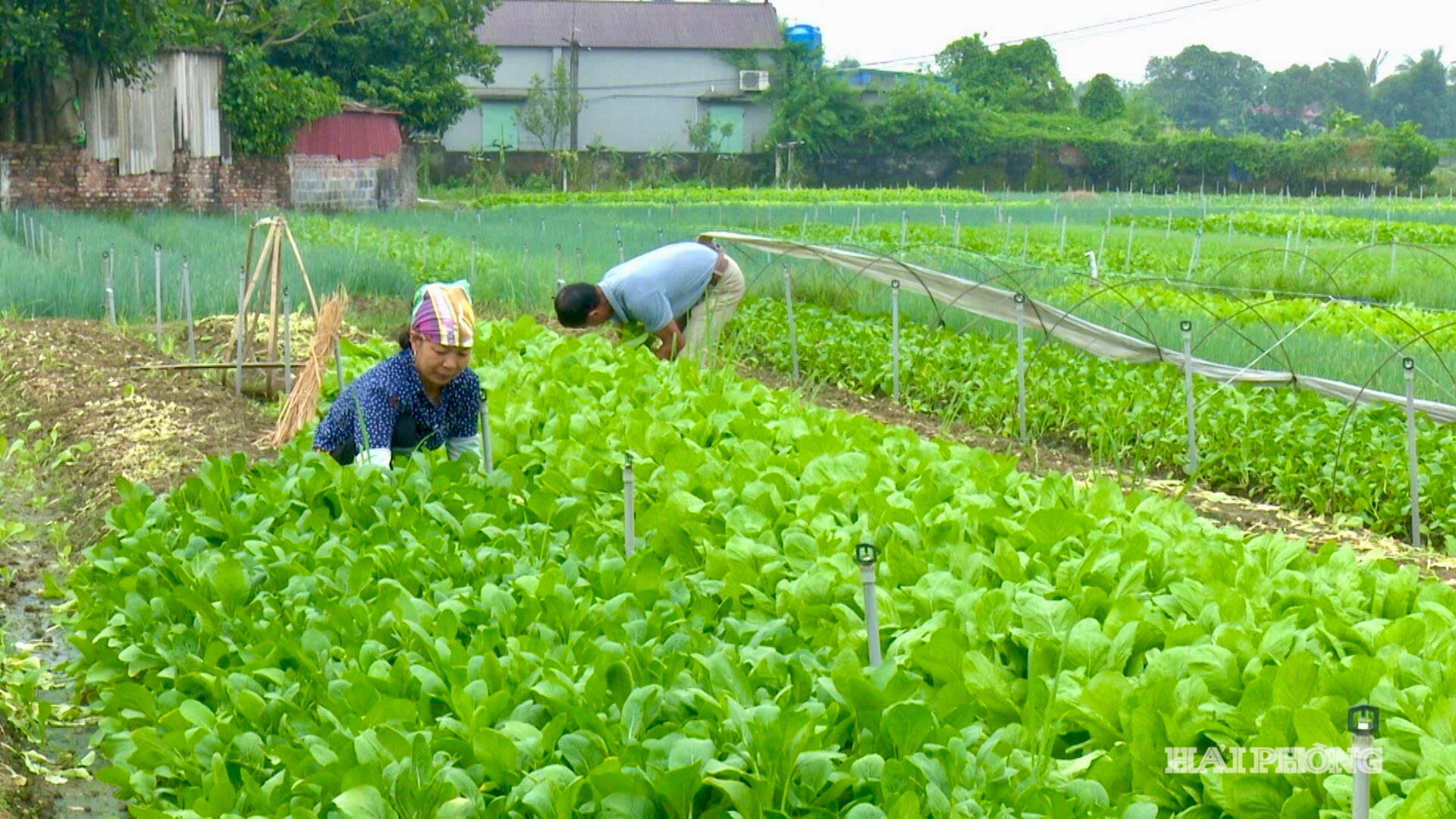 chuyen-canh-rau-mau.jpg