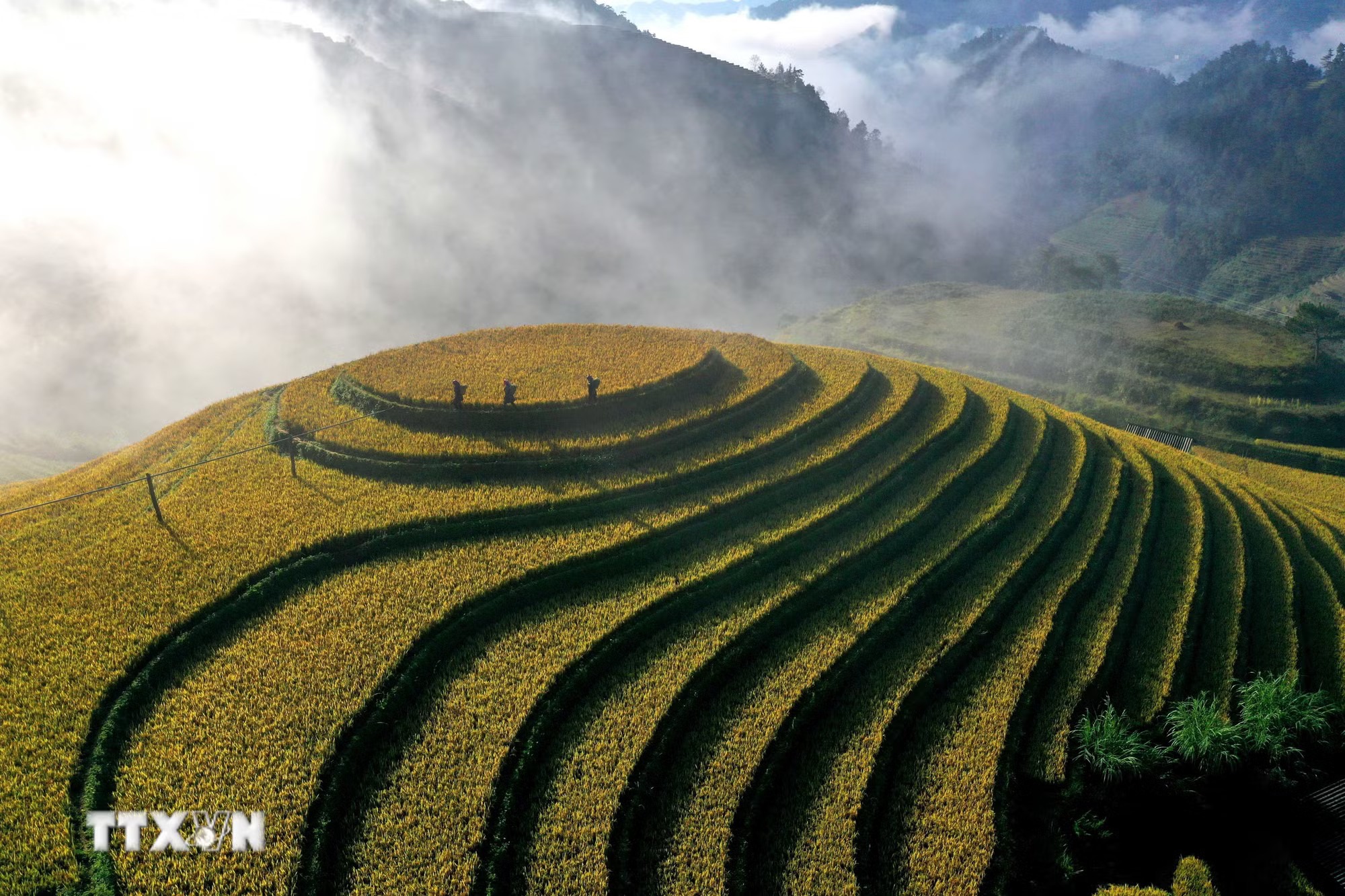 Mù Cang Chải như những dải lụa vàng trong lớp sương mù bảng lảng. (Ảnh: Tuấn Anh/TTXVN) ttxvn-potal-mua-vang-ruc-ro-o-mu-cang-chai-8379549.jpg