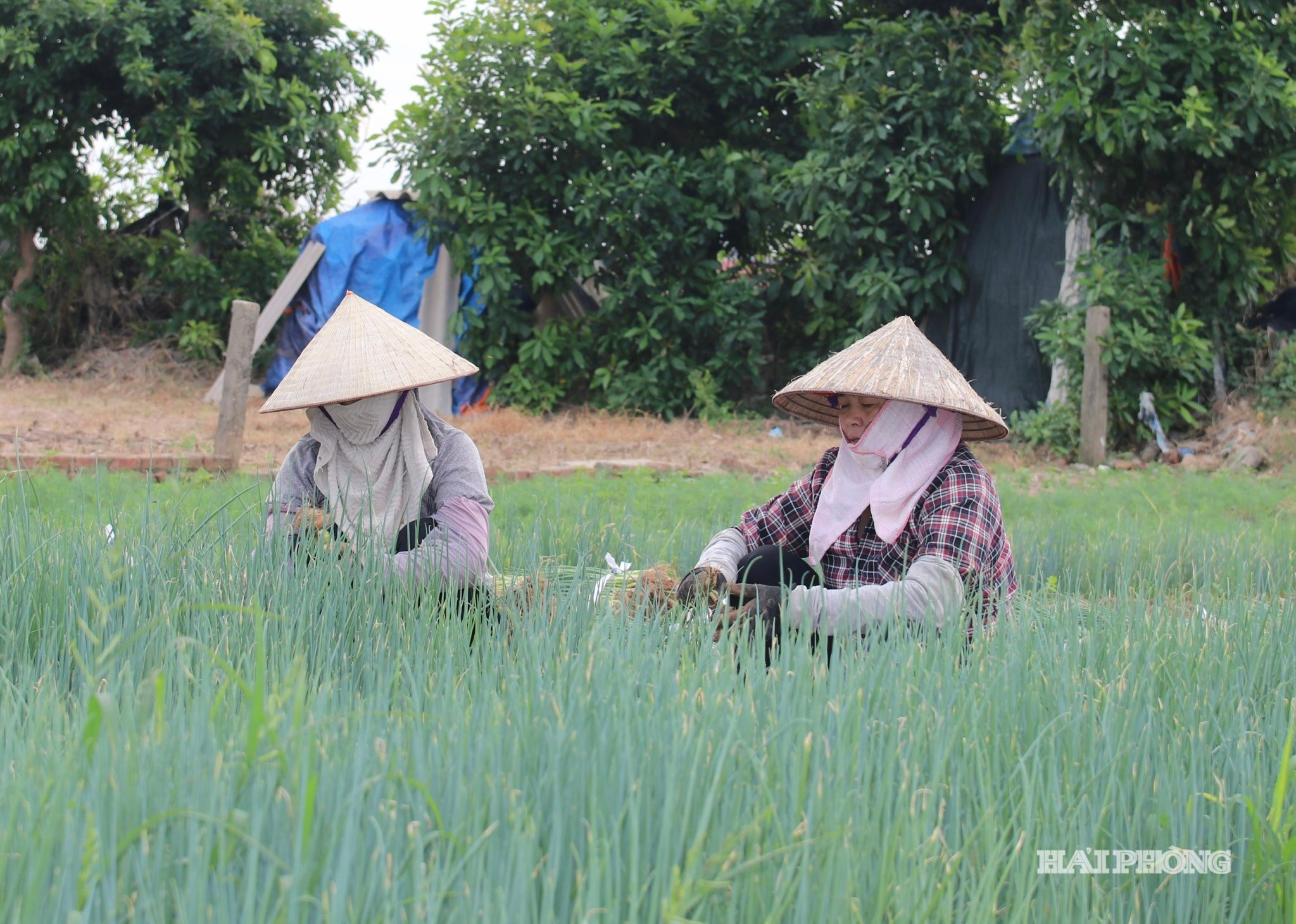 rau-mau-he-thu.jpg