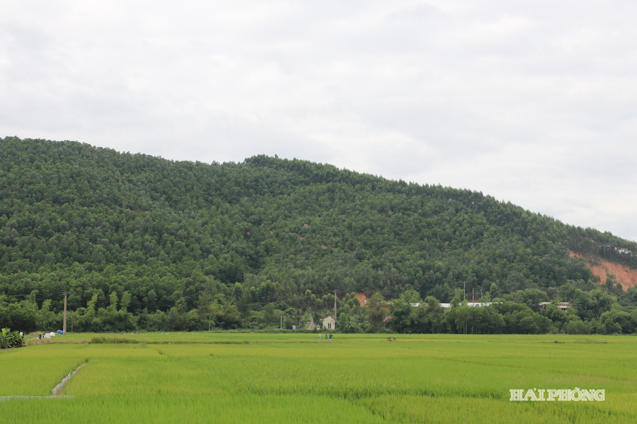 doi-dai-bo.jpg
