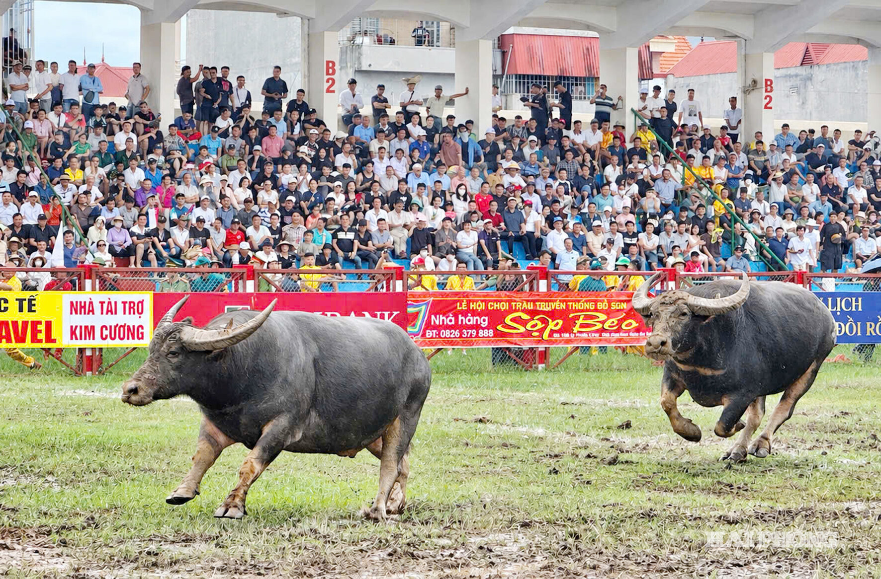 tu ket choi trau 4
