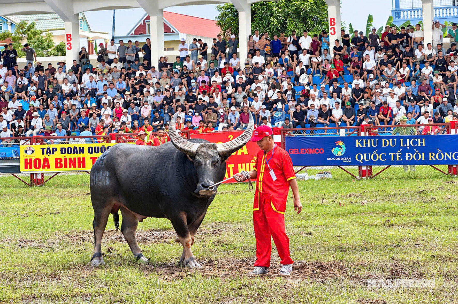 tu ket choi trau 6