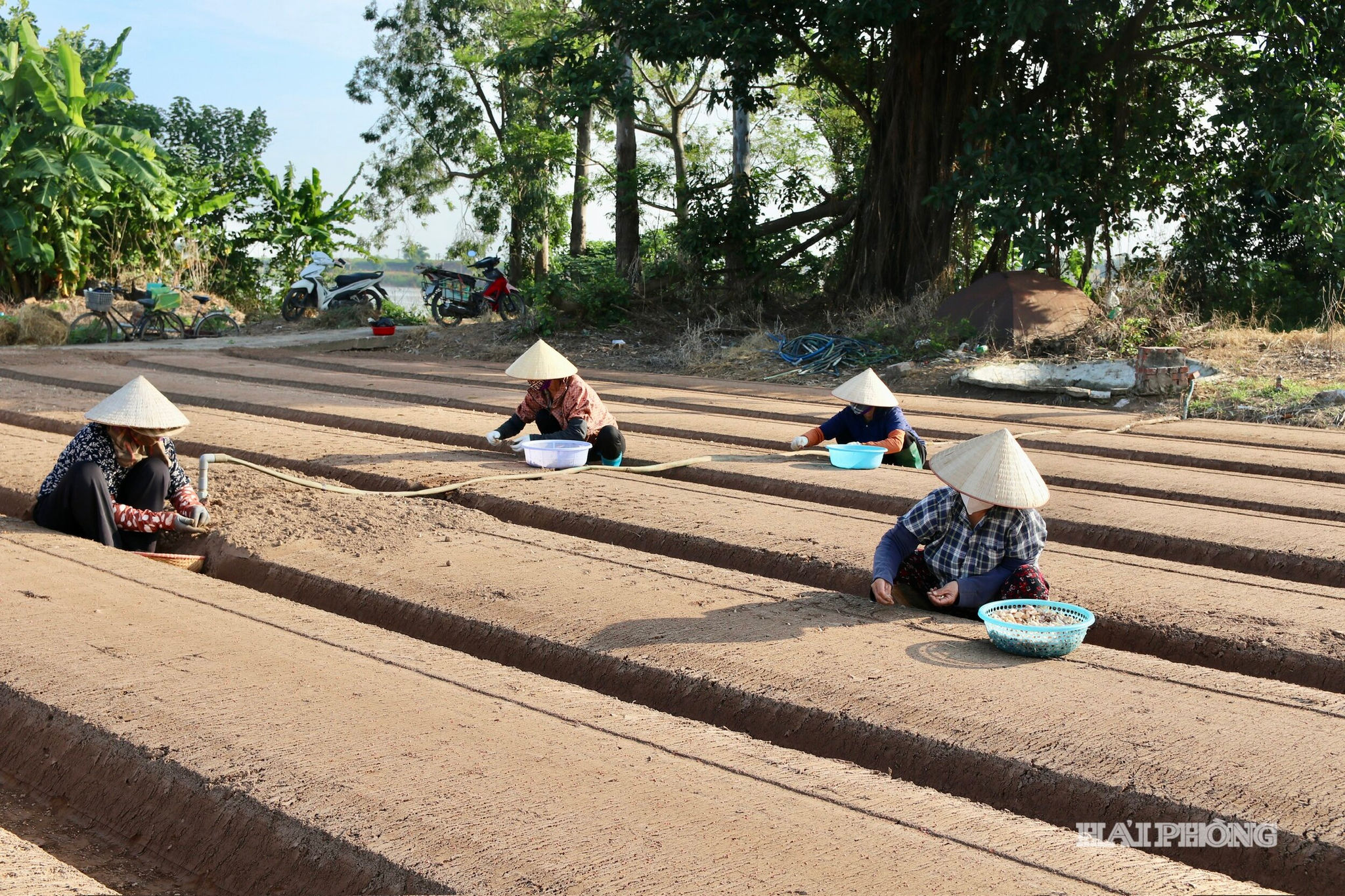 gieo-trong-vu-dong.jpg