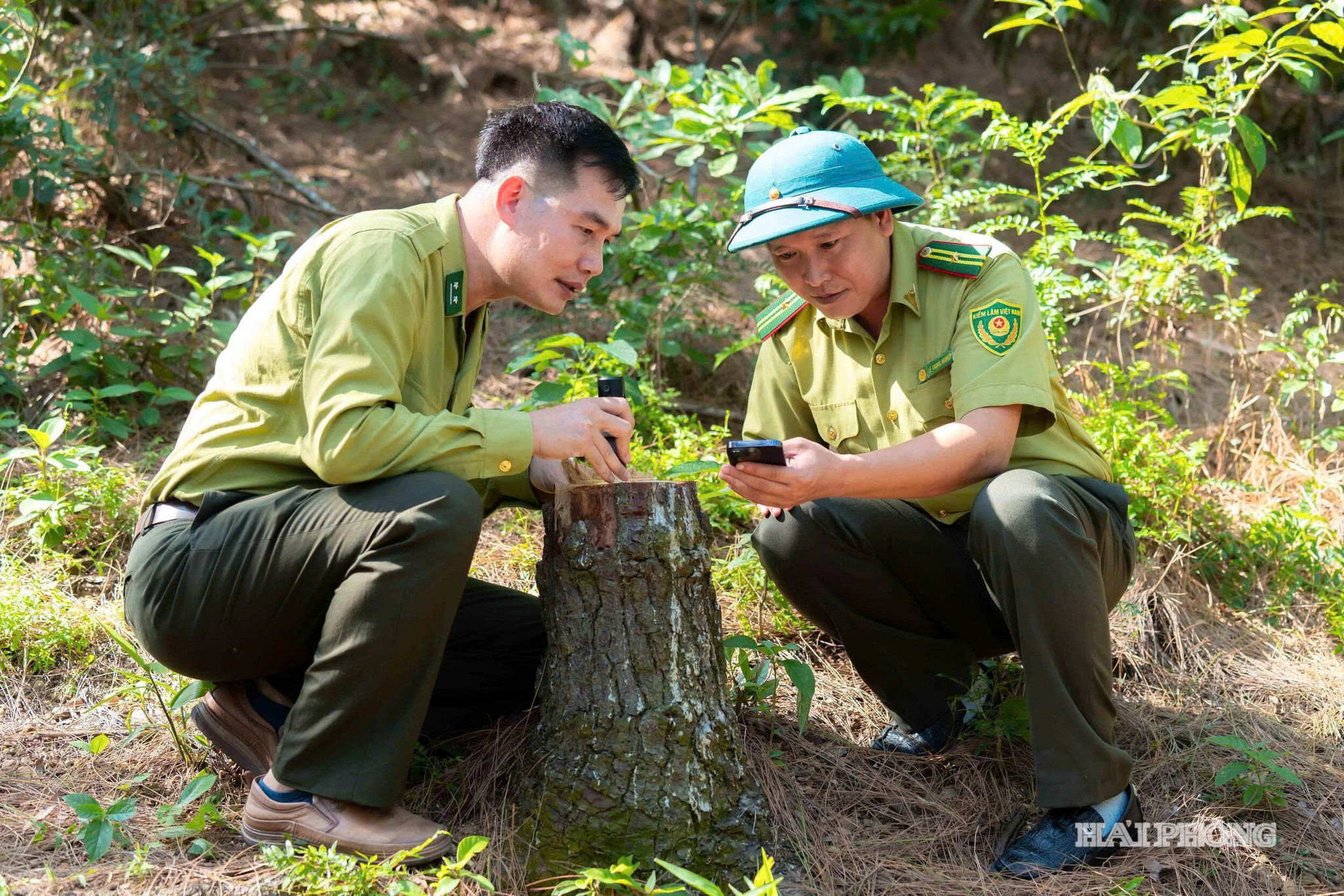 Cán bộ kiểm lâm Hải Phòng ứng dụng phần mềm số để phân biệt loại lâm sản ở phường Kiến An.