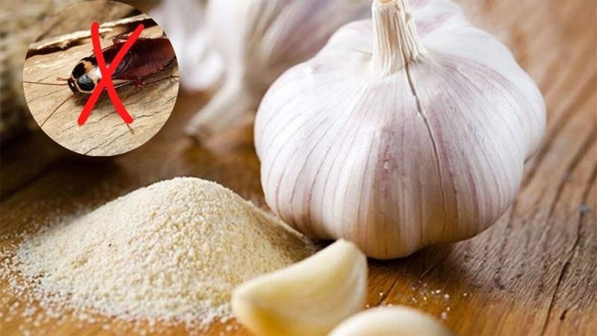 Tỏi thường được dùng để xua đuổi gián nhờ mùi cay, nồng.
