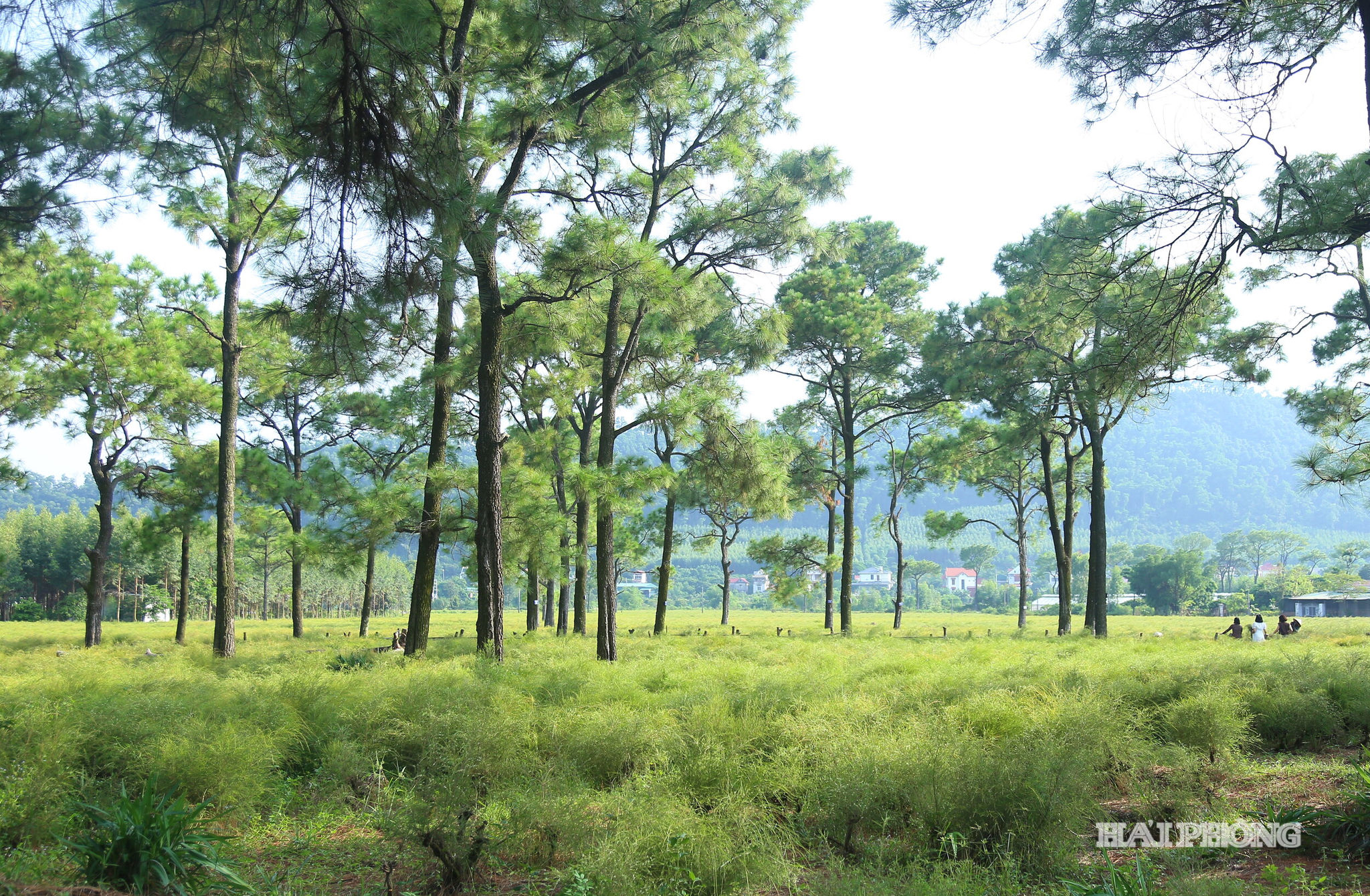 bai-re.jpg