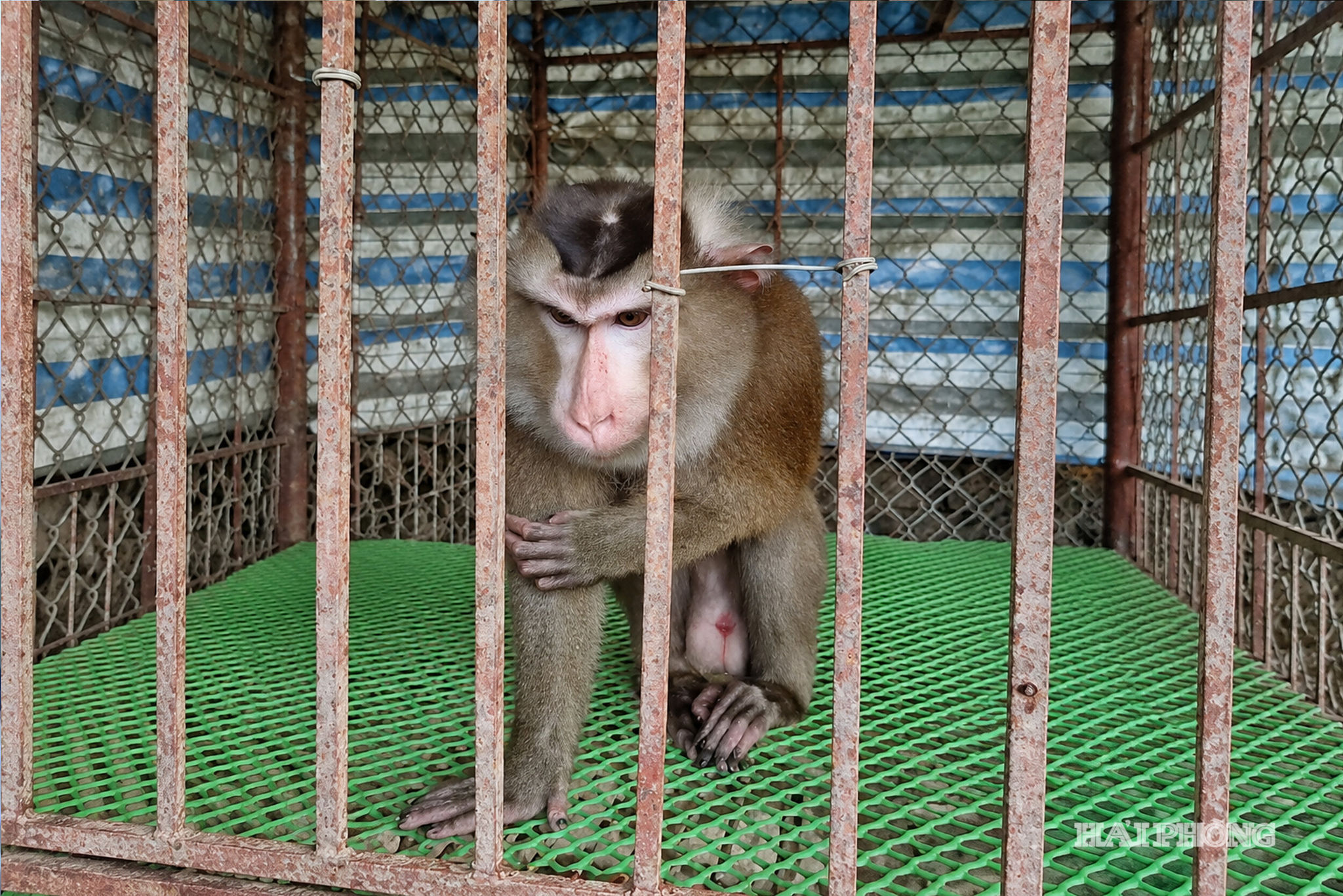 khi-ning-giang.jpg