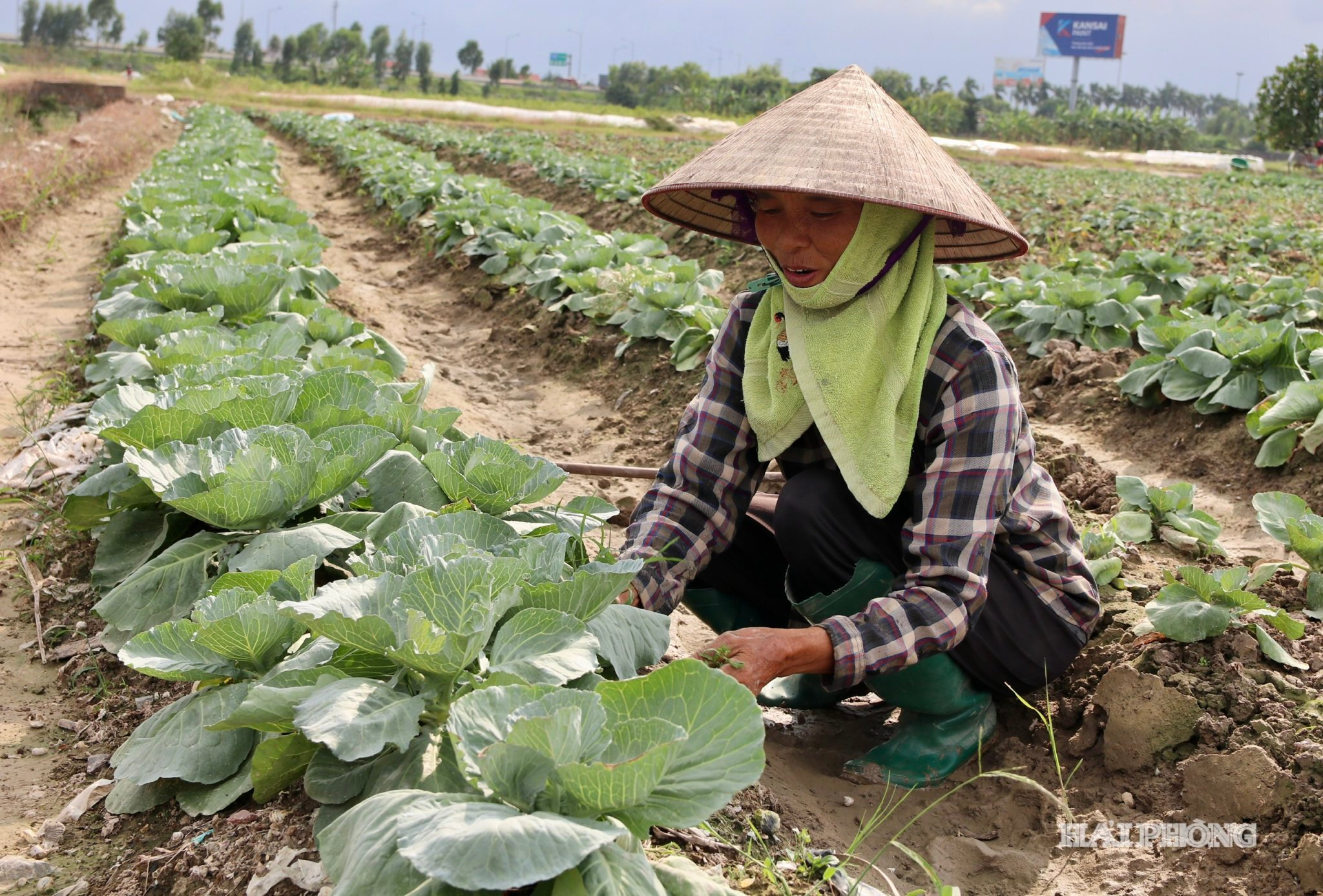 vu-dong-gia-phuc.jpg