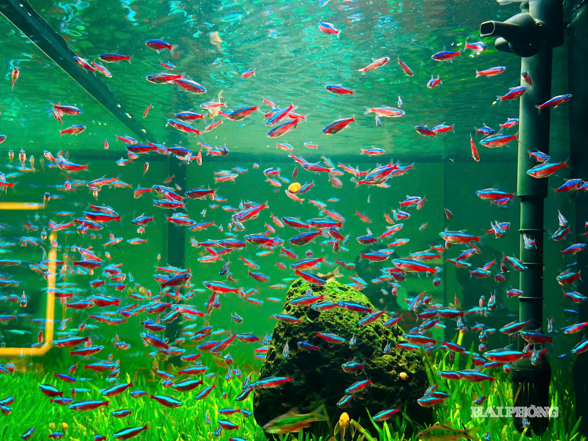 ngam-ca-canh.jpg