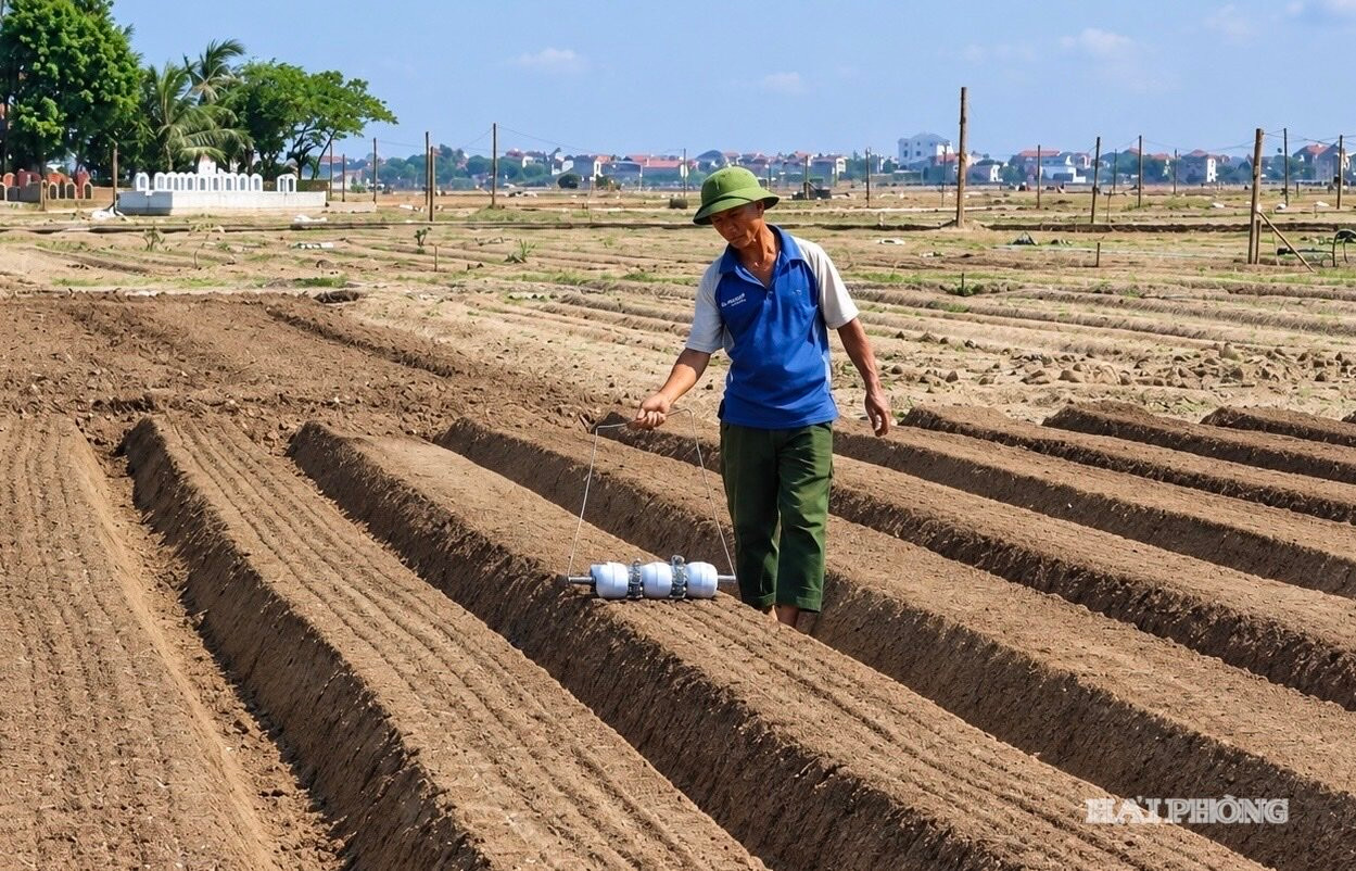 gieo-bang-dung-cu.jpg