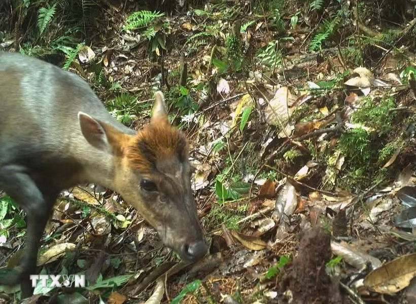 Cá thể Mang Trường Sơn (Muntiacus truongsonensis) loài cực kỳ nguy cấp có tên trong Sách Đỏ Việt Nam được bẫy ảnh ghi lại. (Ảnh: TTXVN phát)
