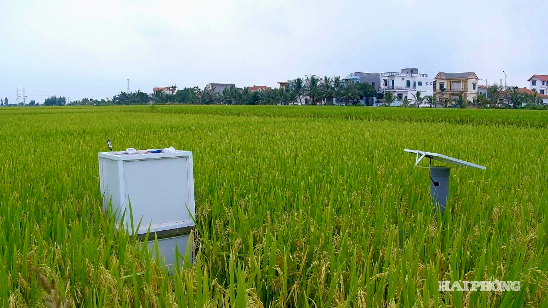 Hải Phòng là địa phương có nhiều triển vọng trong sản xuất lúa phát thải thấp, tạo tiền đề cho phát triển tín chỉ carbon.
