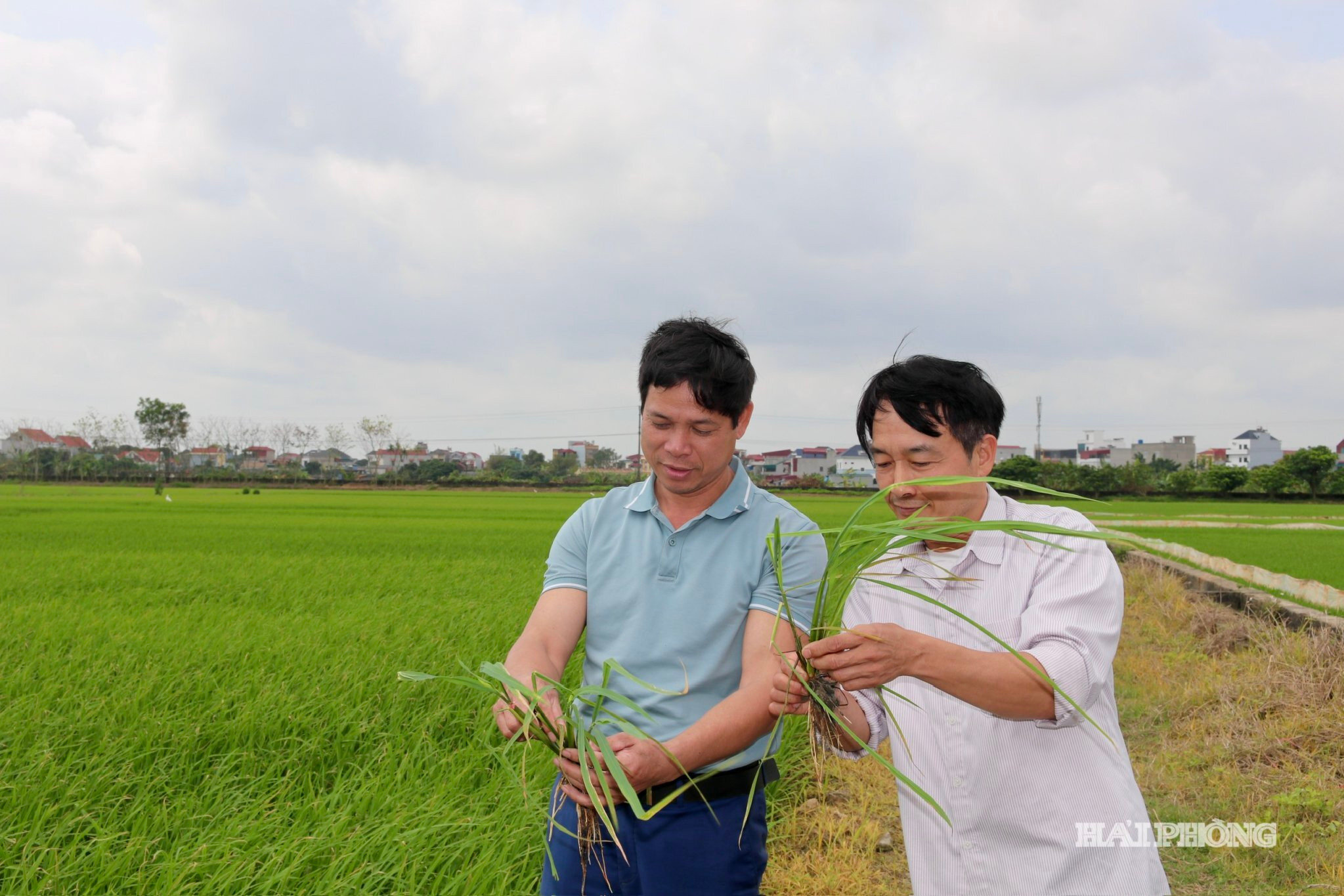 Lúa canh tác theo các kỹ thuật hạn chế lượng phát thải được đánh giá sinh trưởng, phát triển tốt, cho năng suất cao.