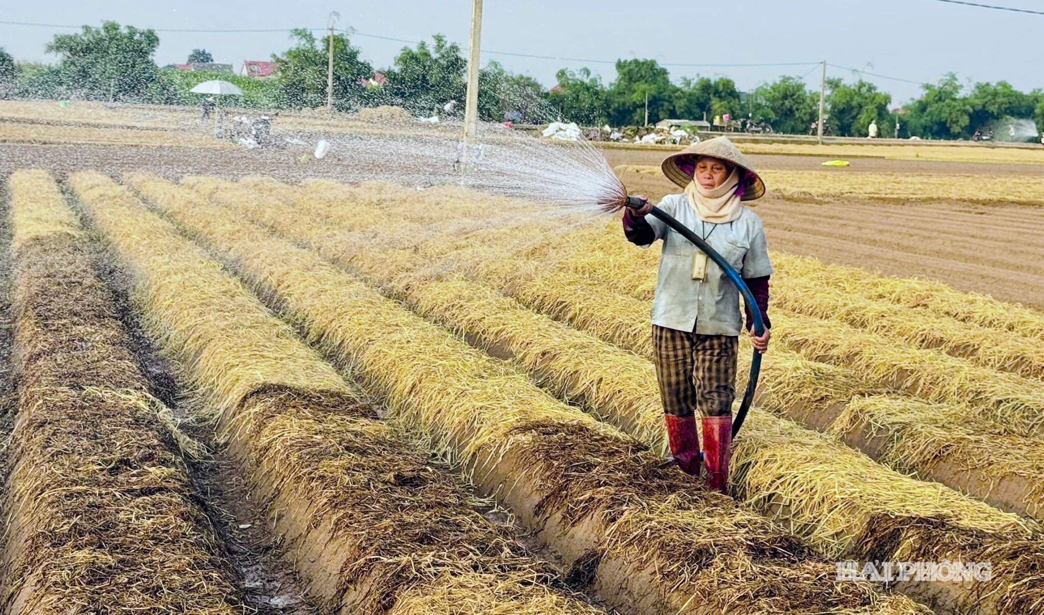 ca-rot-thai-tan.jpg