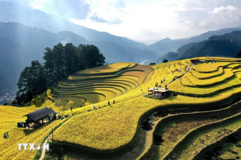 Mùa lúa chín trên những thửa ruộng bậc thang ở miền núi phía Bắc Việt Nam thu hút hàng nghìn du khách và nhiếp ảnh gia. (Ảnh: Tuấn Anh/TTXVN)