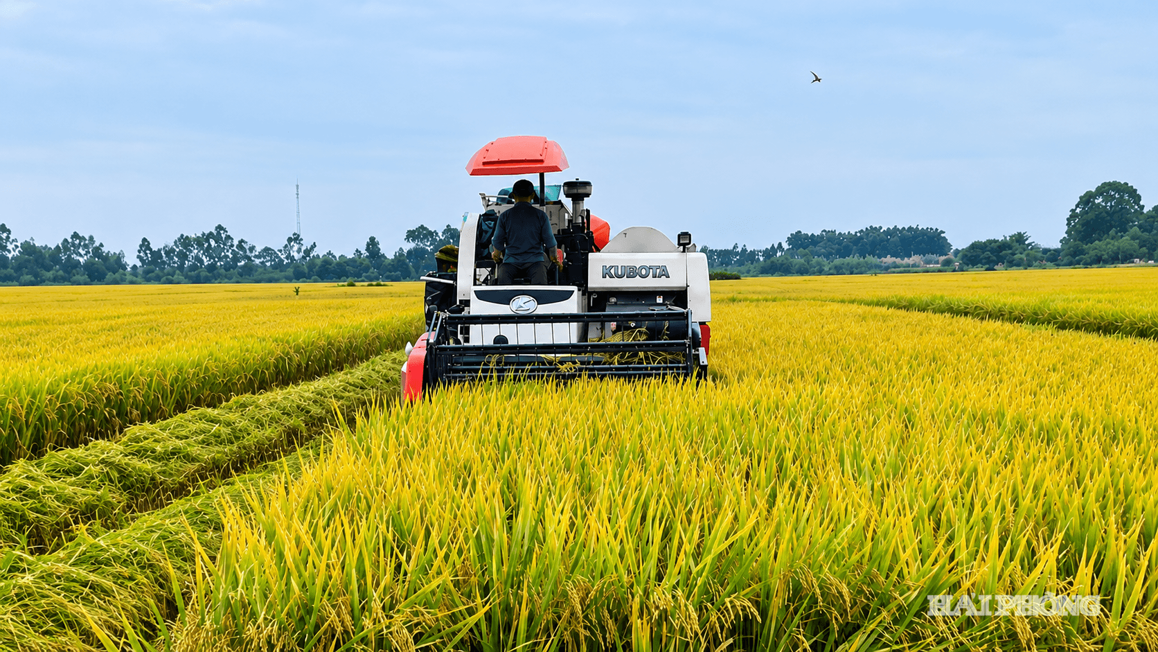 Thu hoạch lúa giữa đồng vàng rộng lớn