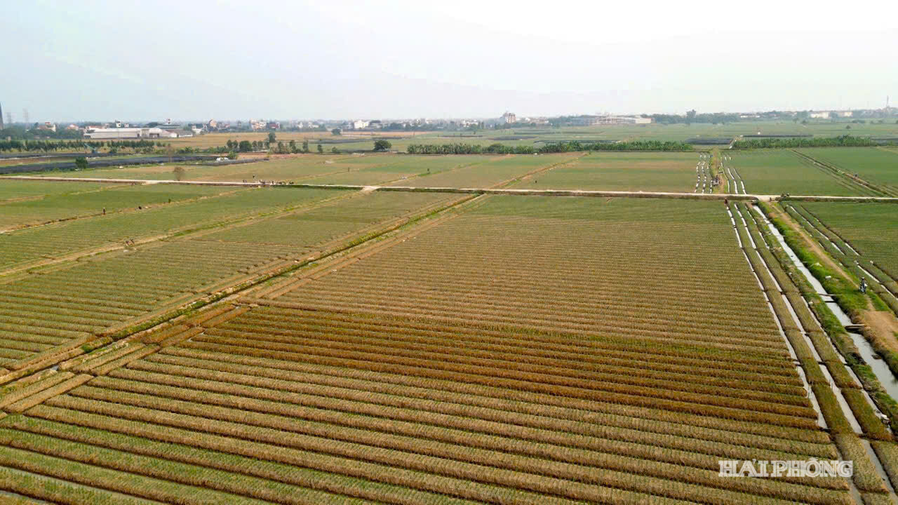 hanh-toi-kinh-mon (3)